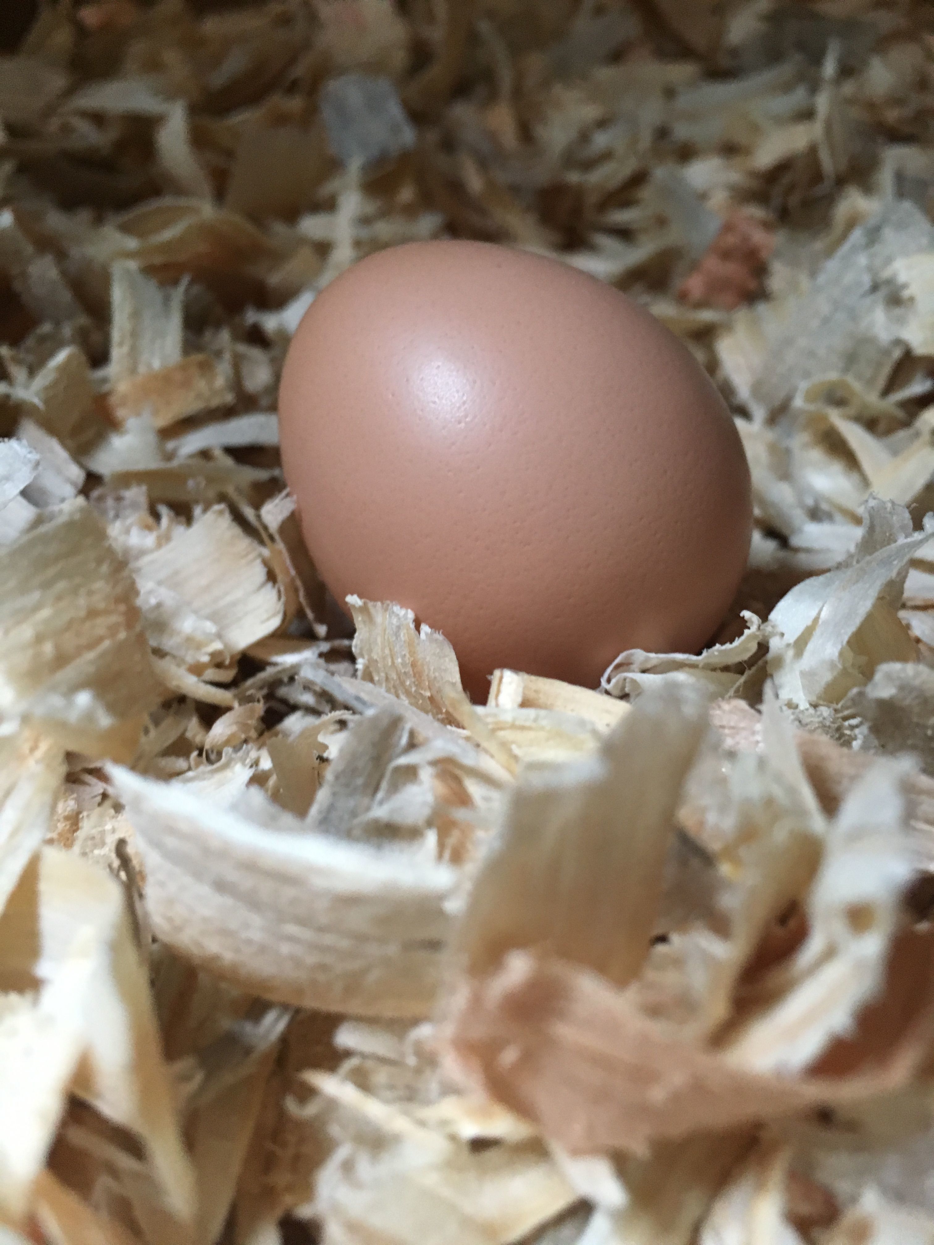 Michaelmas' first egg