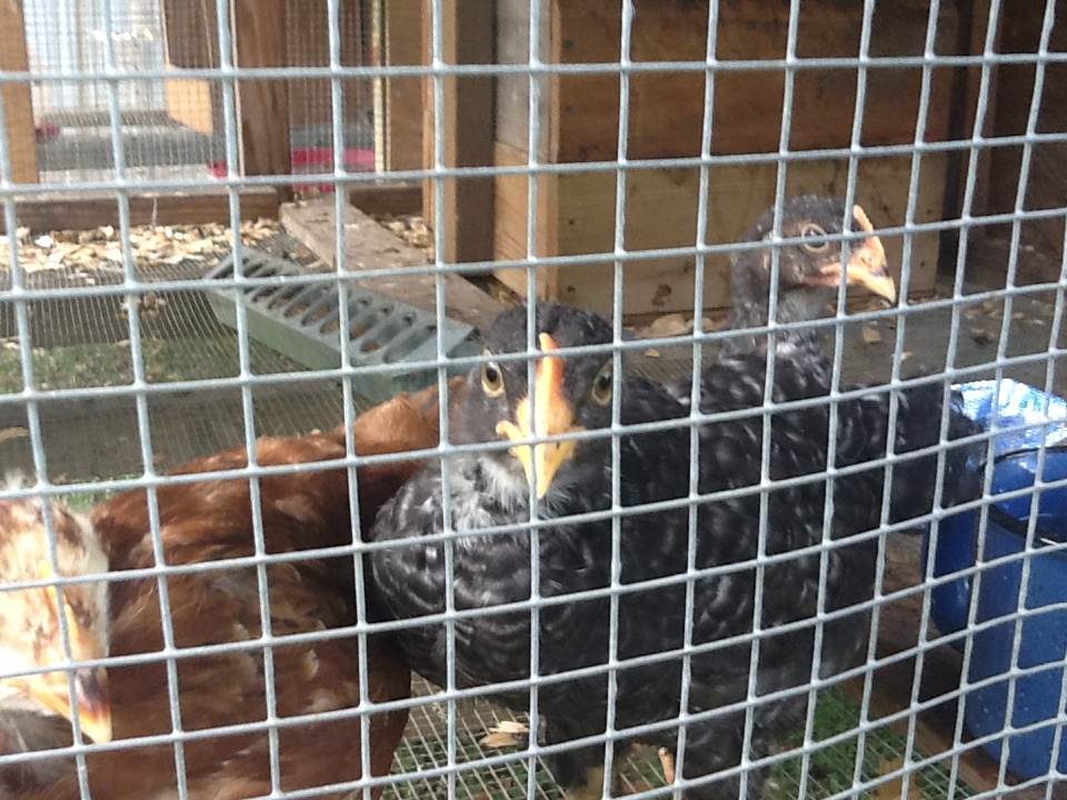 Micky on the left then Matilda with Zebra in the rear