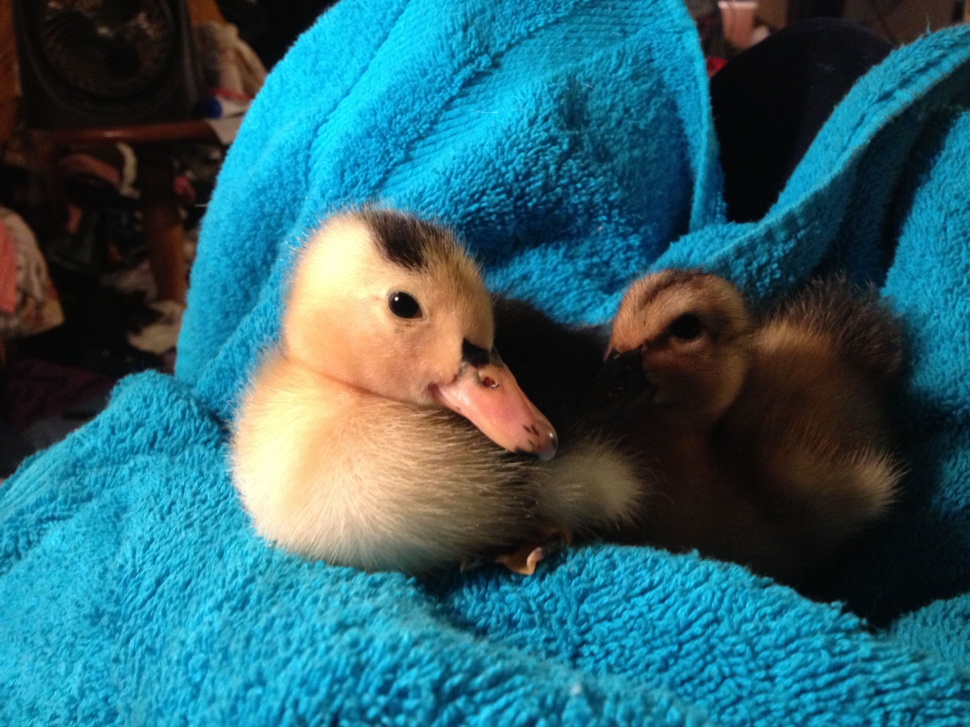 Micky our little Magpie about a week old