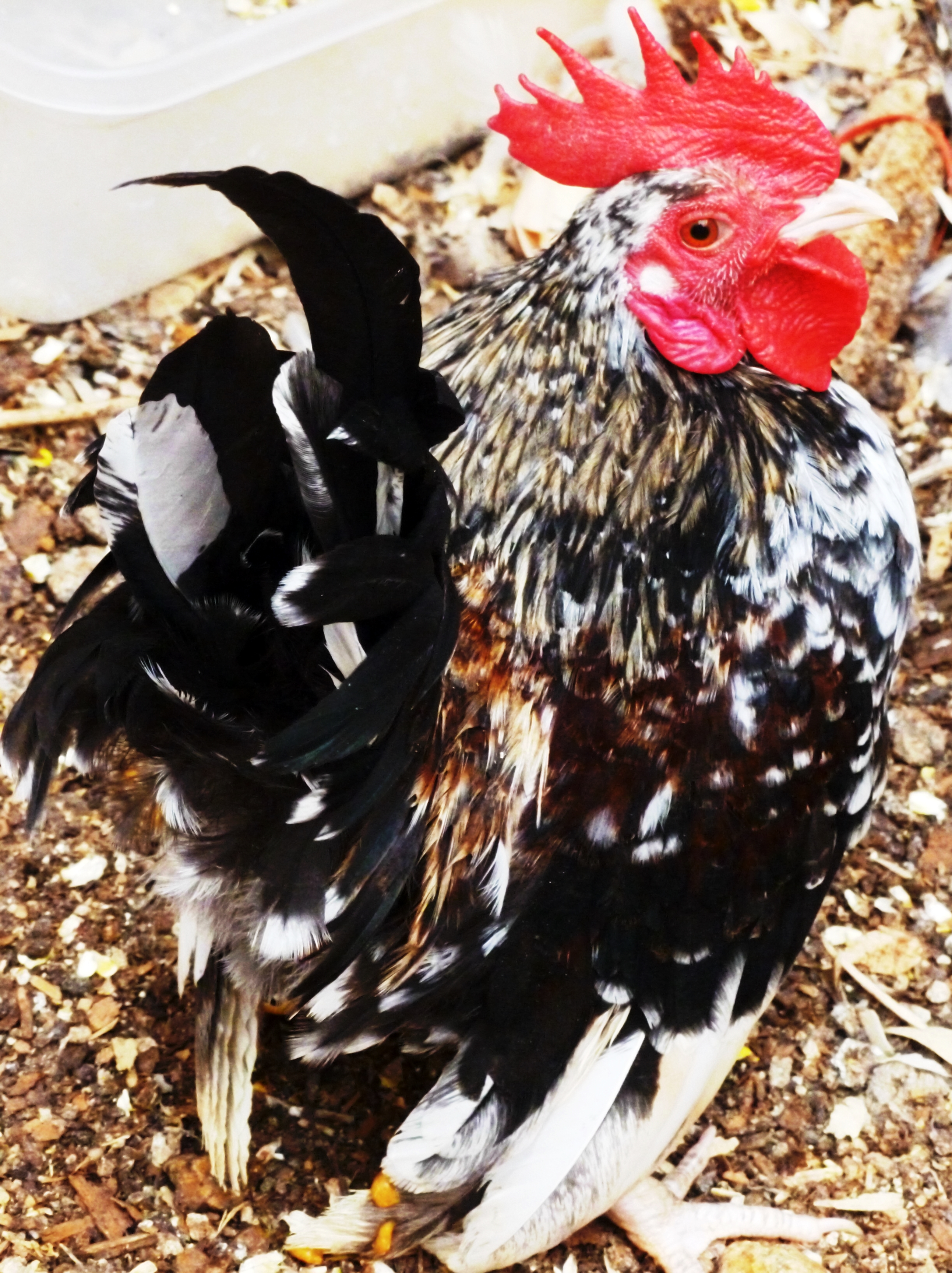 Micro Class Serama, Tiny,good personality, size is amazing, He is the roo over the entire coop for the first quarter of 2016 breeding season.