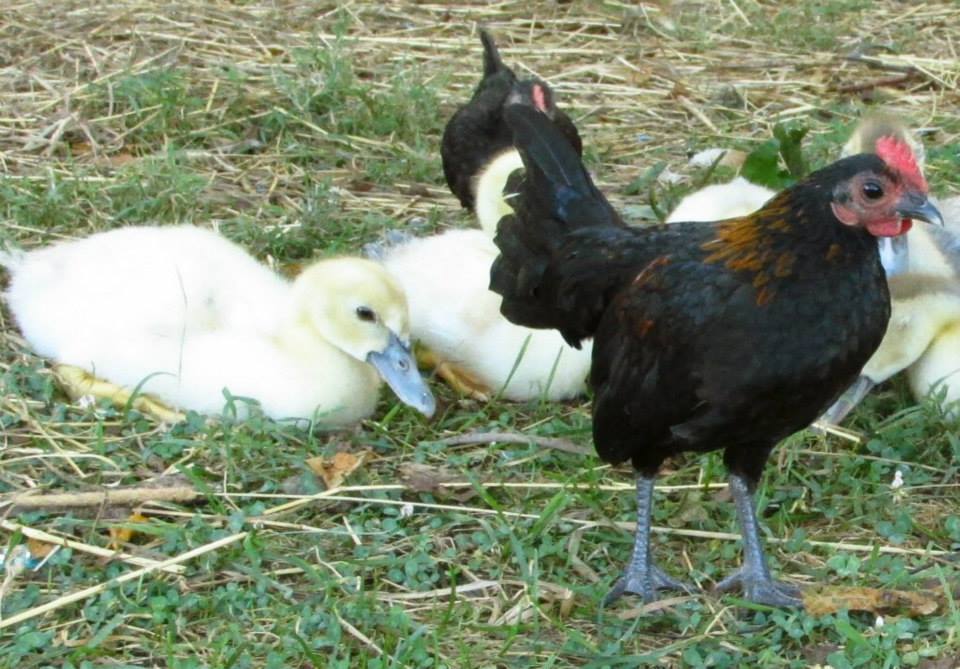 *
micro mini rooster with baby ducks