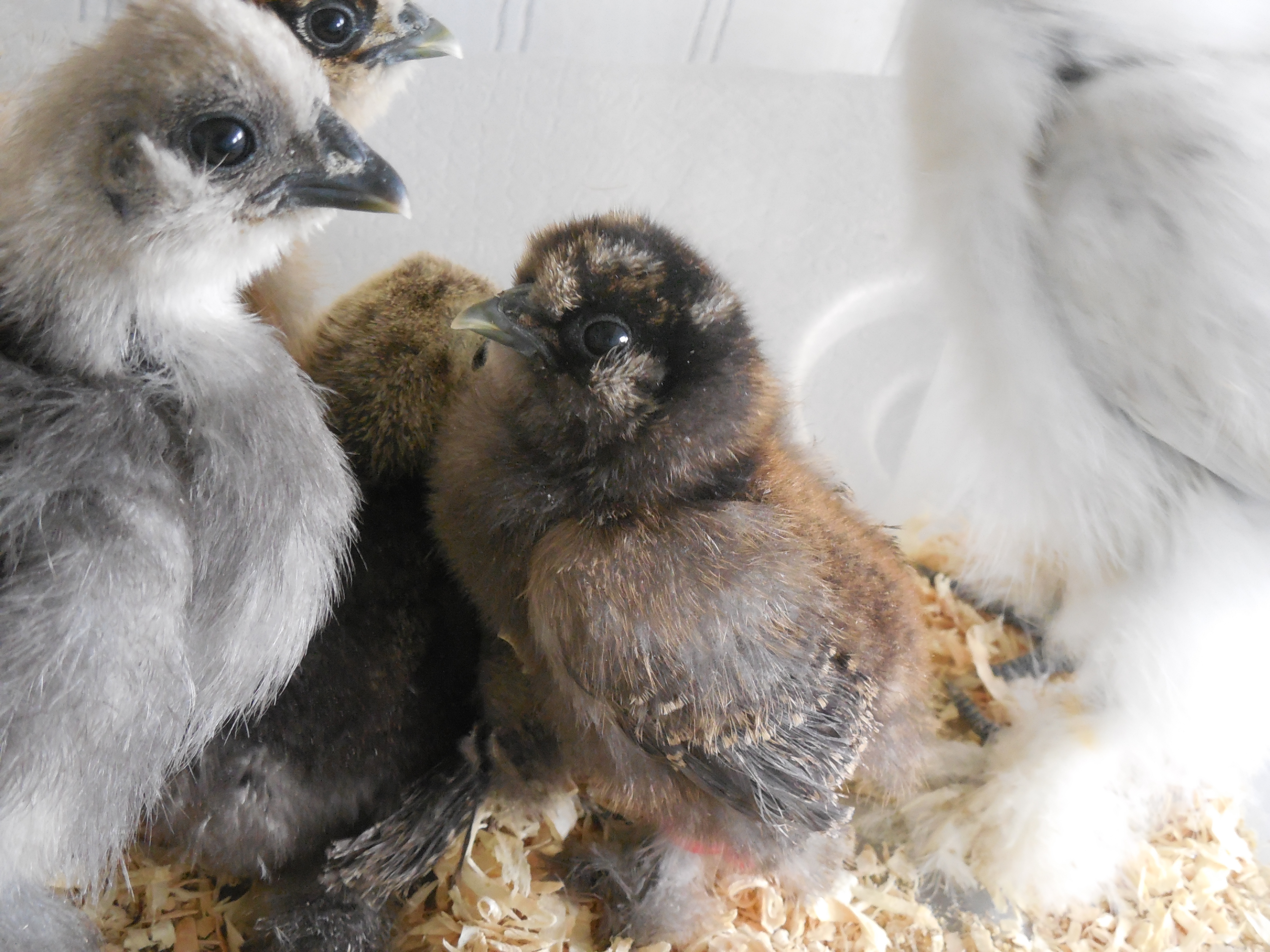 Middle chick 'Star'Fruit my partridge Silkie