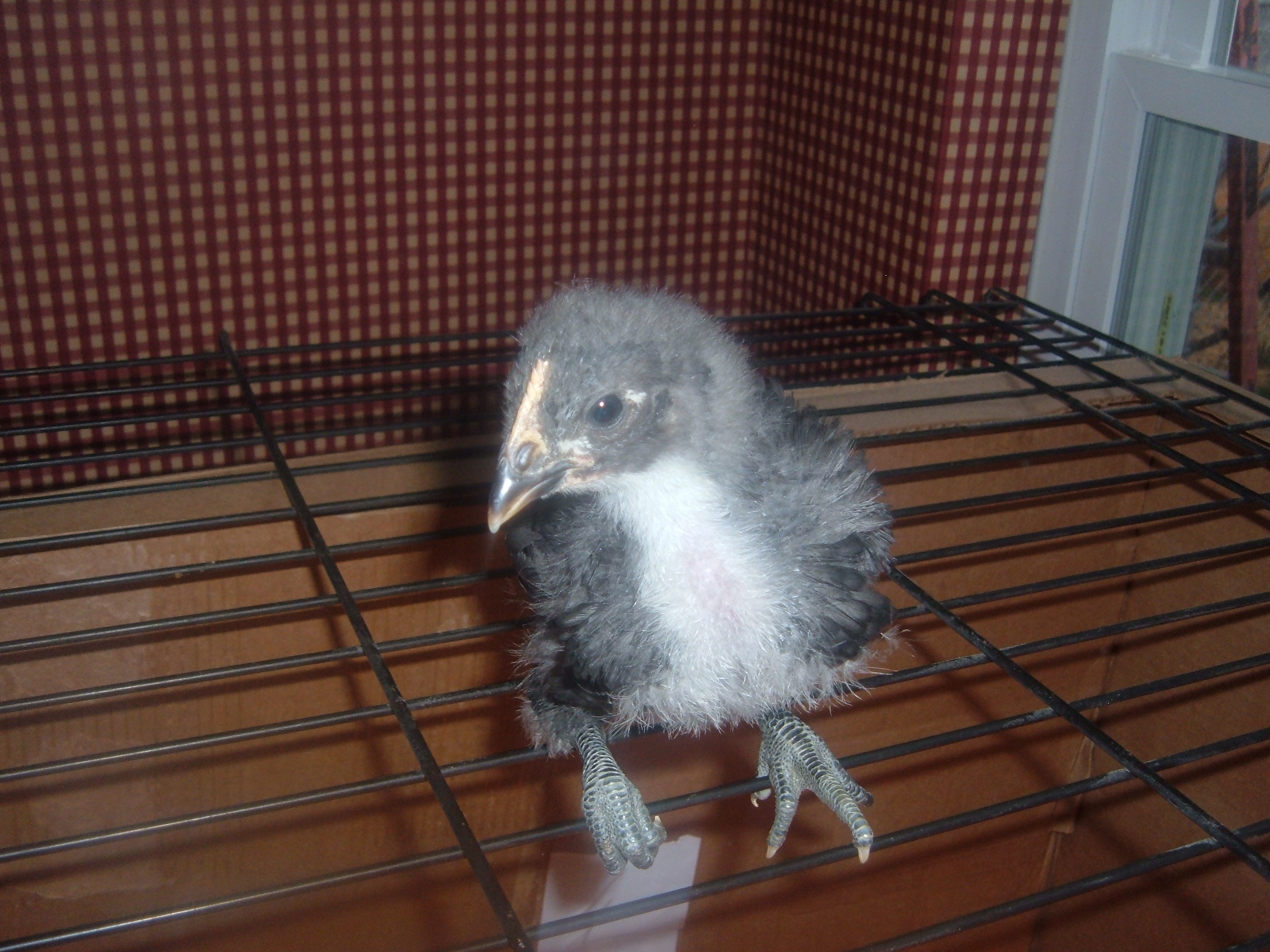 Middle one close up.