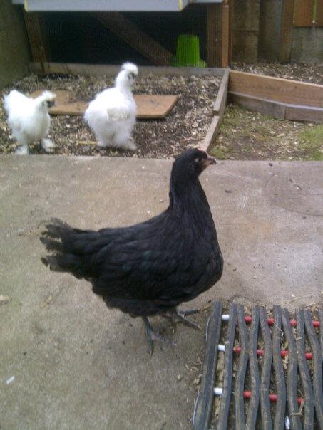 Midge - Australorp pullet (silkies Grace & Roxie in background)