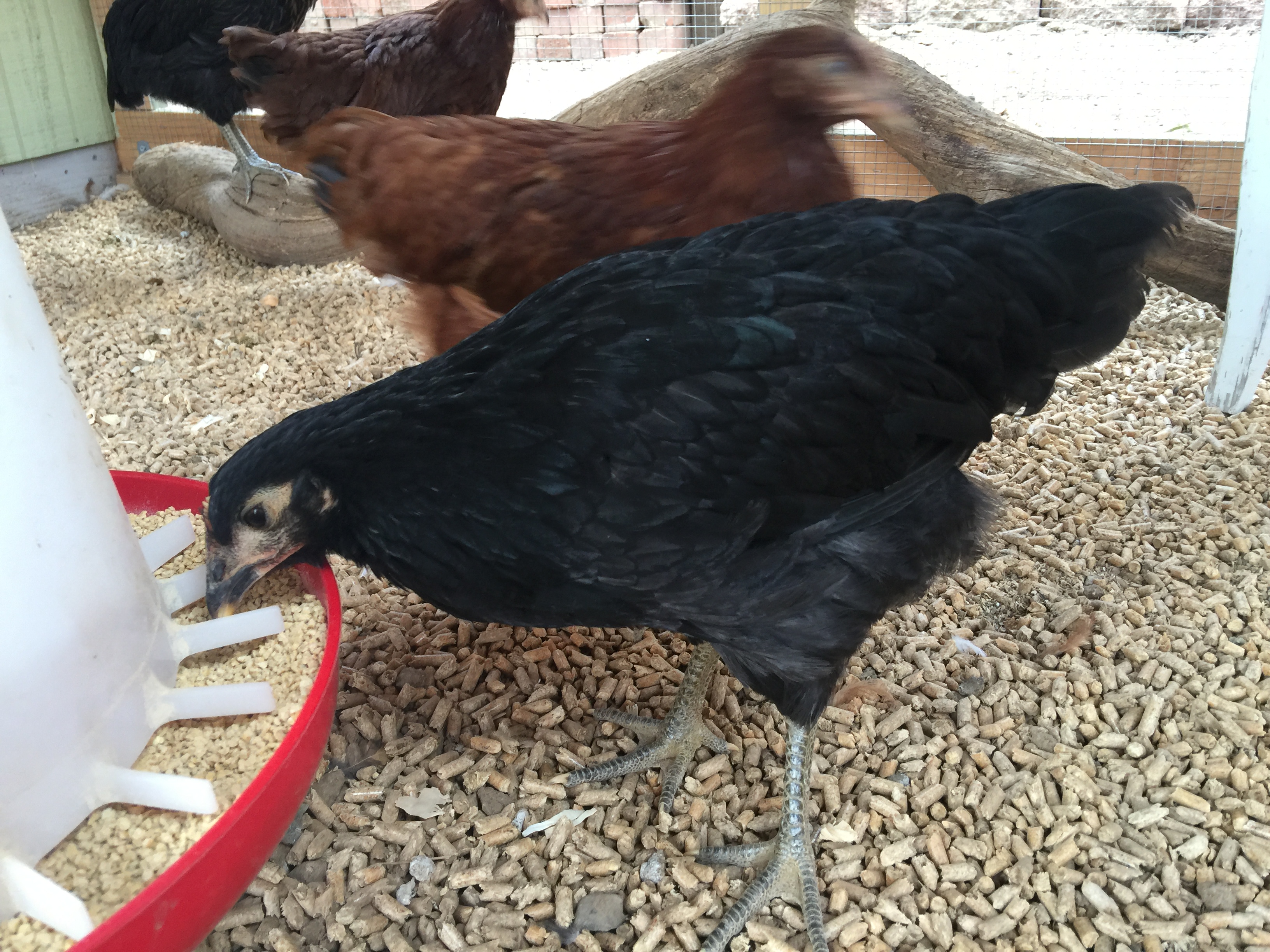 Midge (jersey giant)