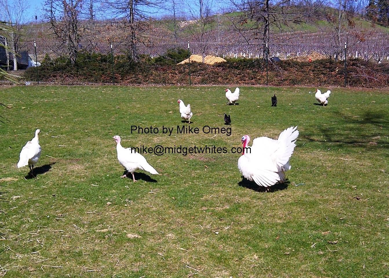 Midget Whites
Mike Omeg
mike@midgetwhites.com