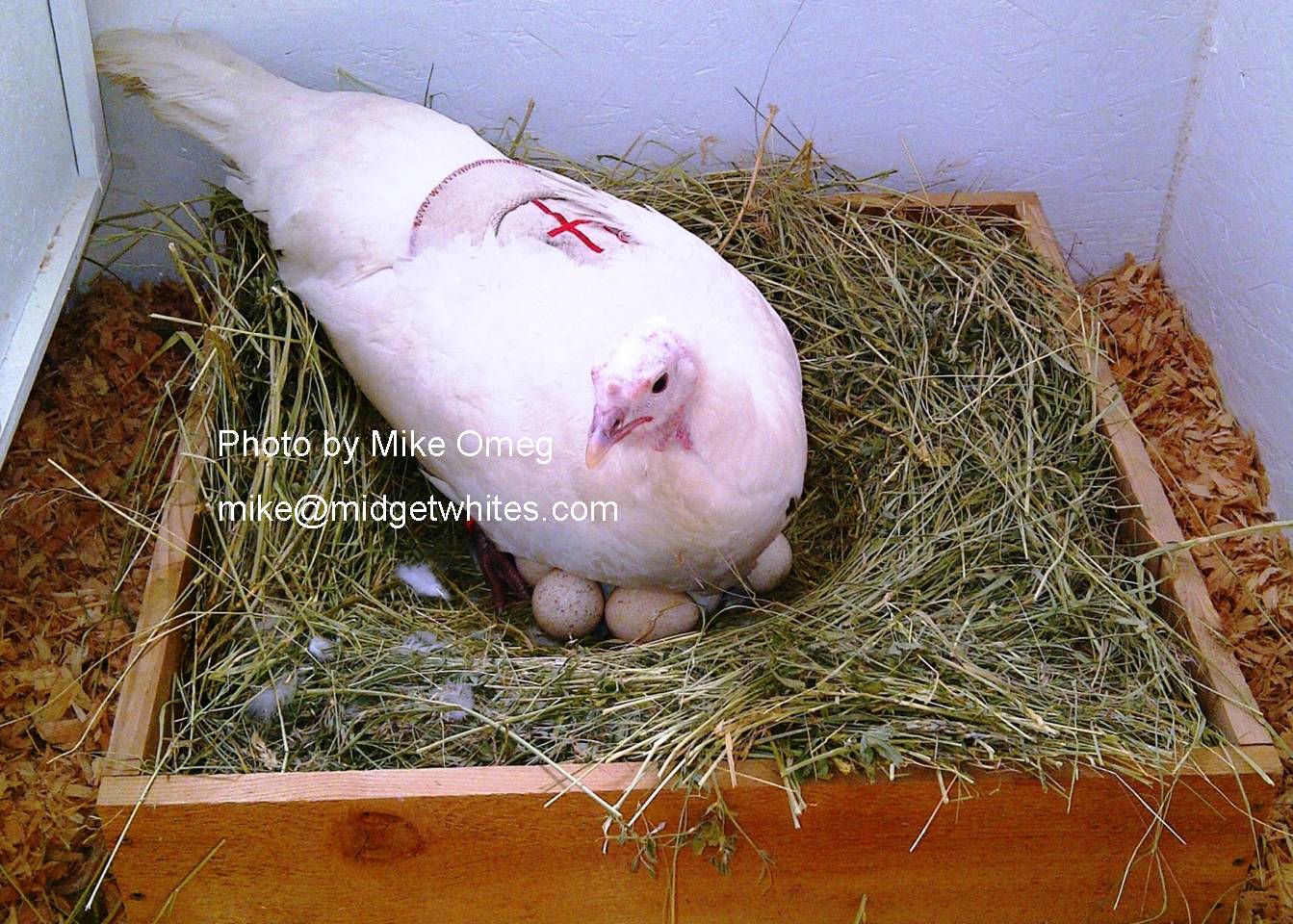 Midget Whites
Mike Omeg
mike@midgetwhites.com