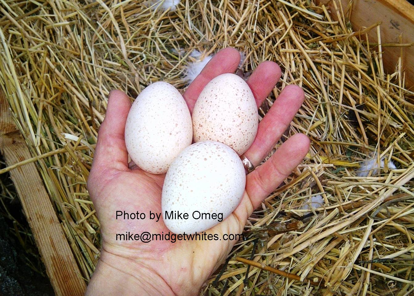 Midget Whites
Mike Omeg
mike@midgetwhites.com