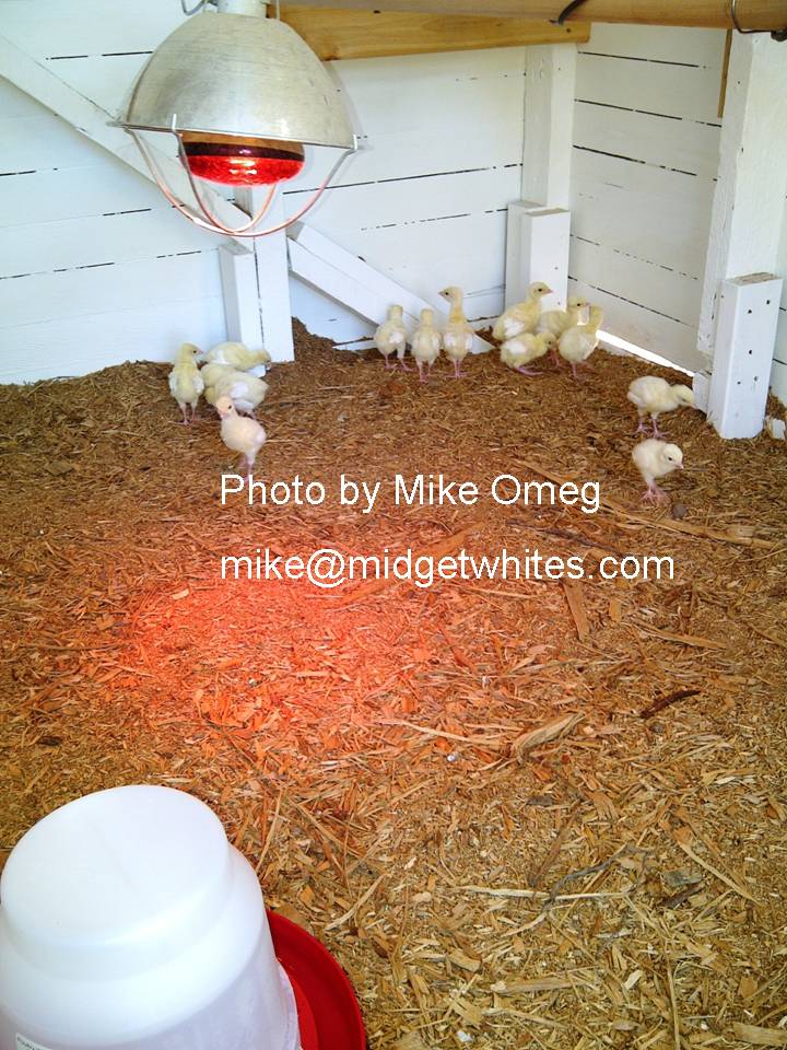 Midget Whites
Mike Omeg
mike@midgetwhites.com