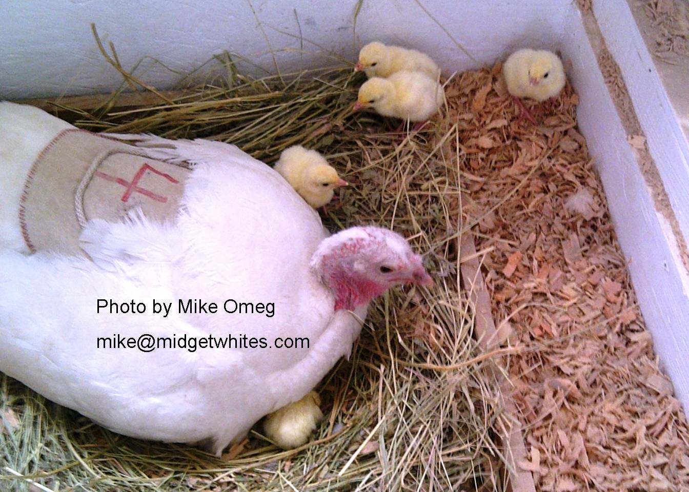 Midget Whites
Mike Omeg
mike@midgetwhites.com