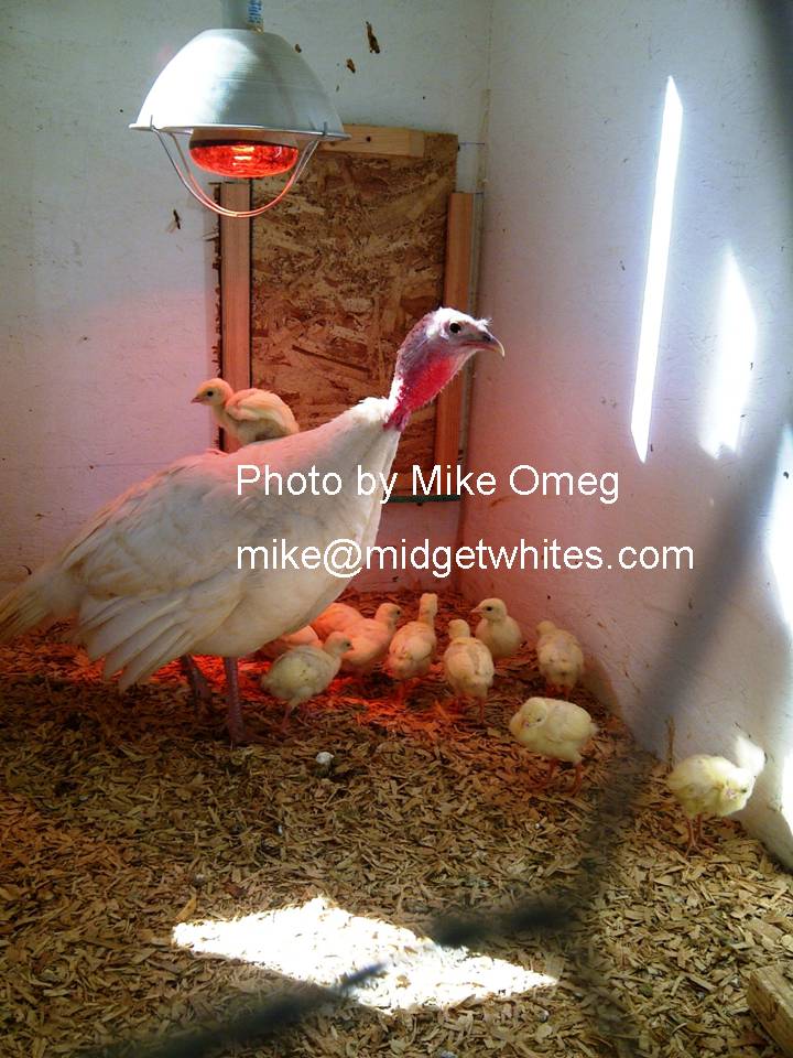Midget Whites
Mike Omeg
mike@midgetwhites.com