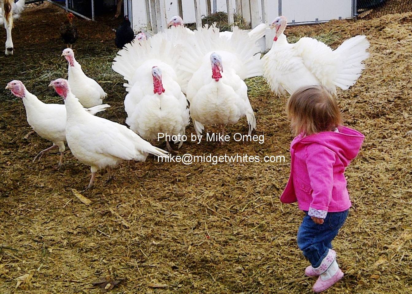 Midget Whites
Mike Omeg
mike@midgetwhites.com