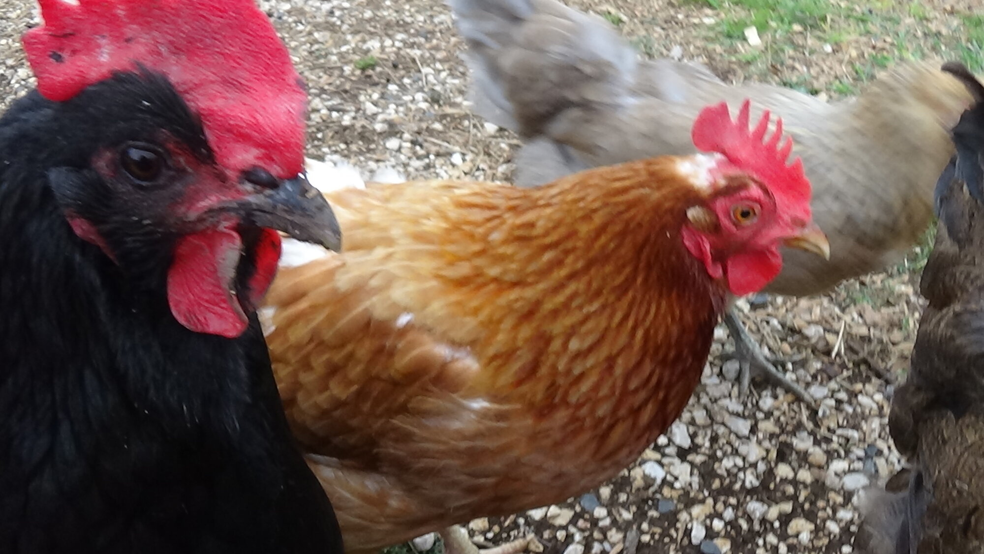 Midnight 1 (Lisa 7).JPG