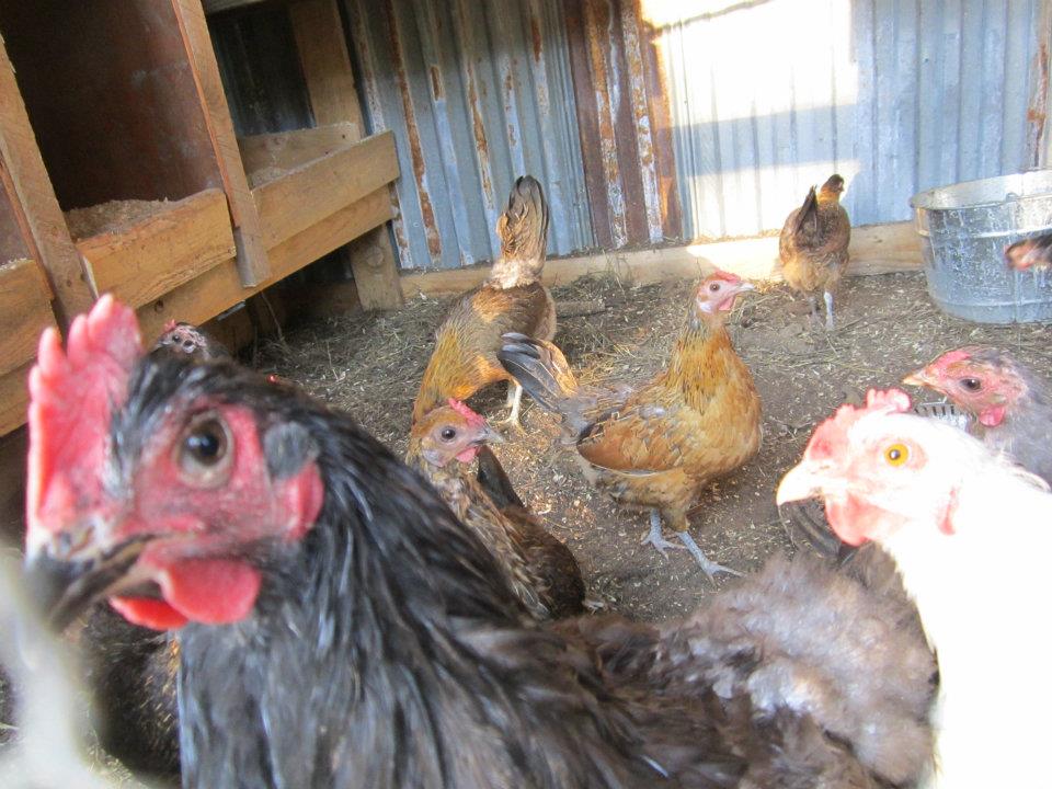 Midnight and my Bantam batch in the back :D