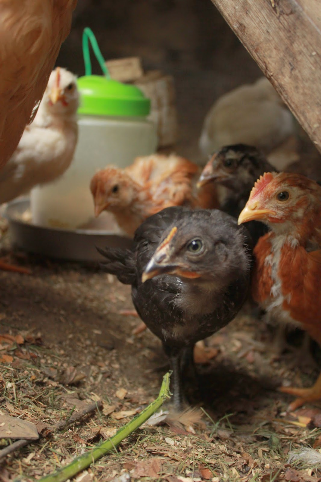 Midnight (front-pullet?) & the peeps checks out my camera