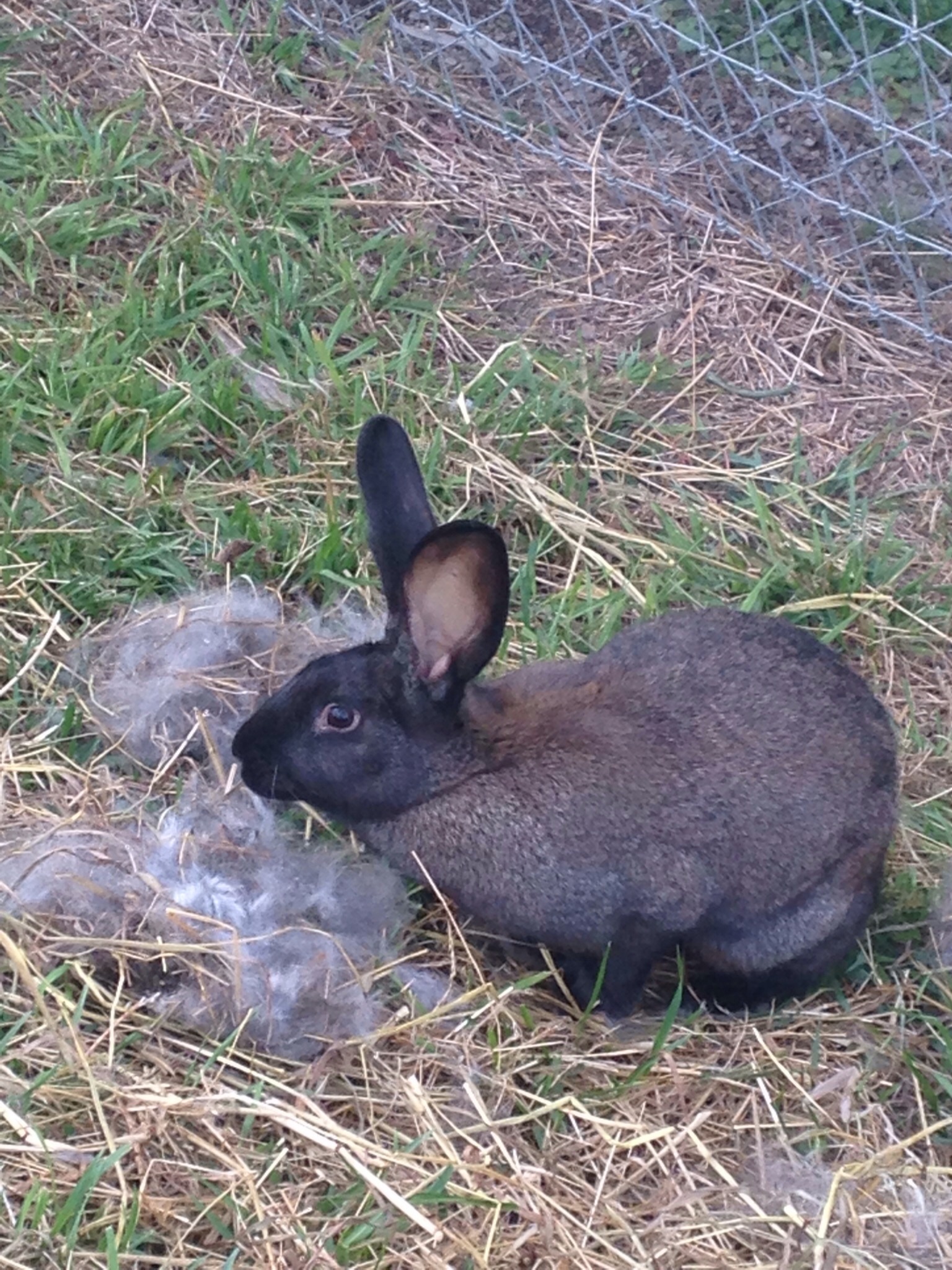 Midnight having yard time