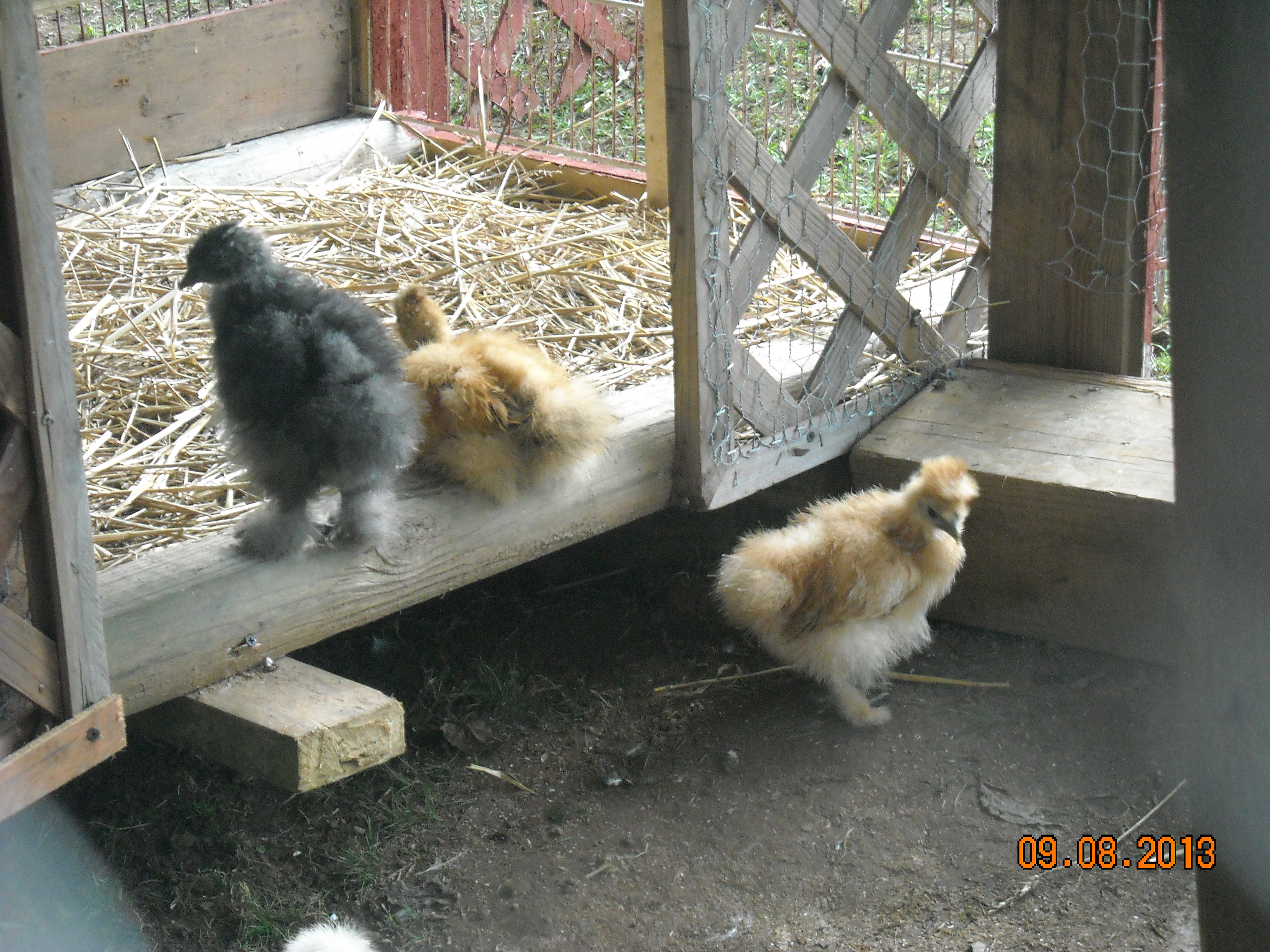 midnight, jolt, and mimi