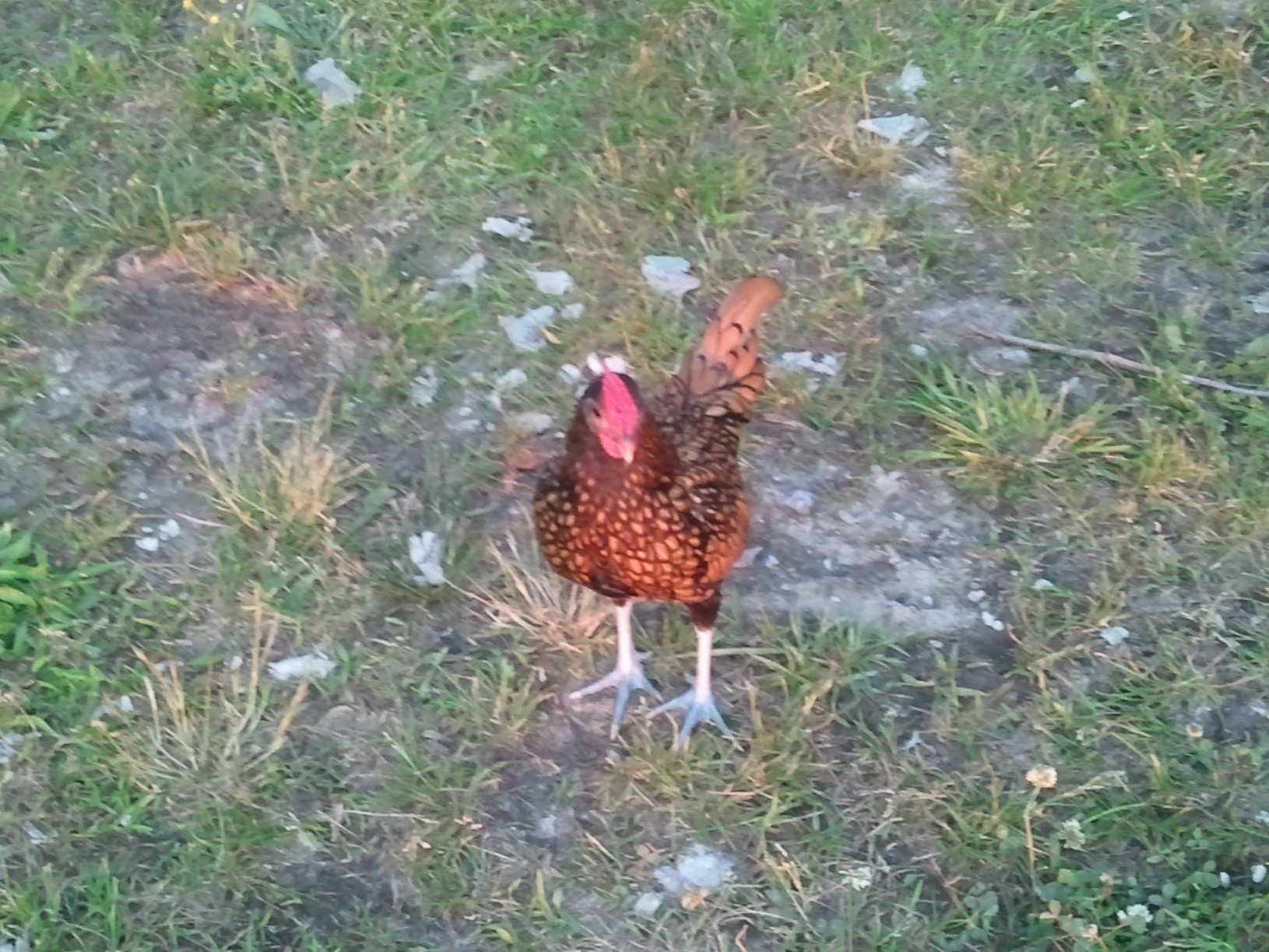 Midnight loves to crow now !!