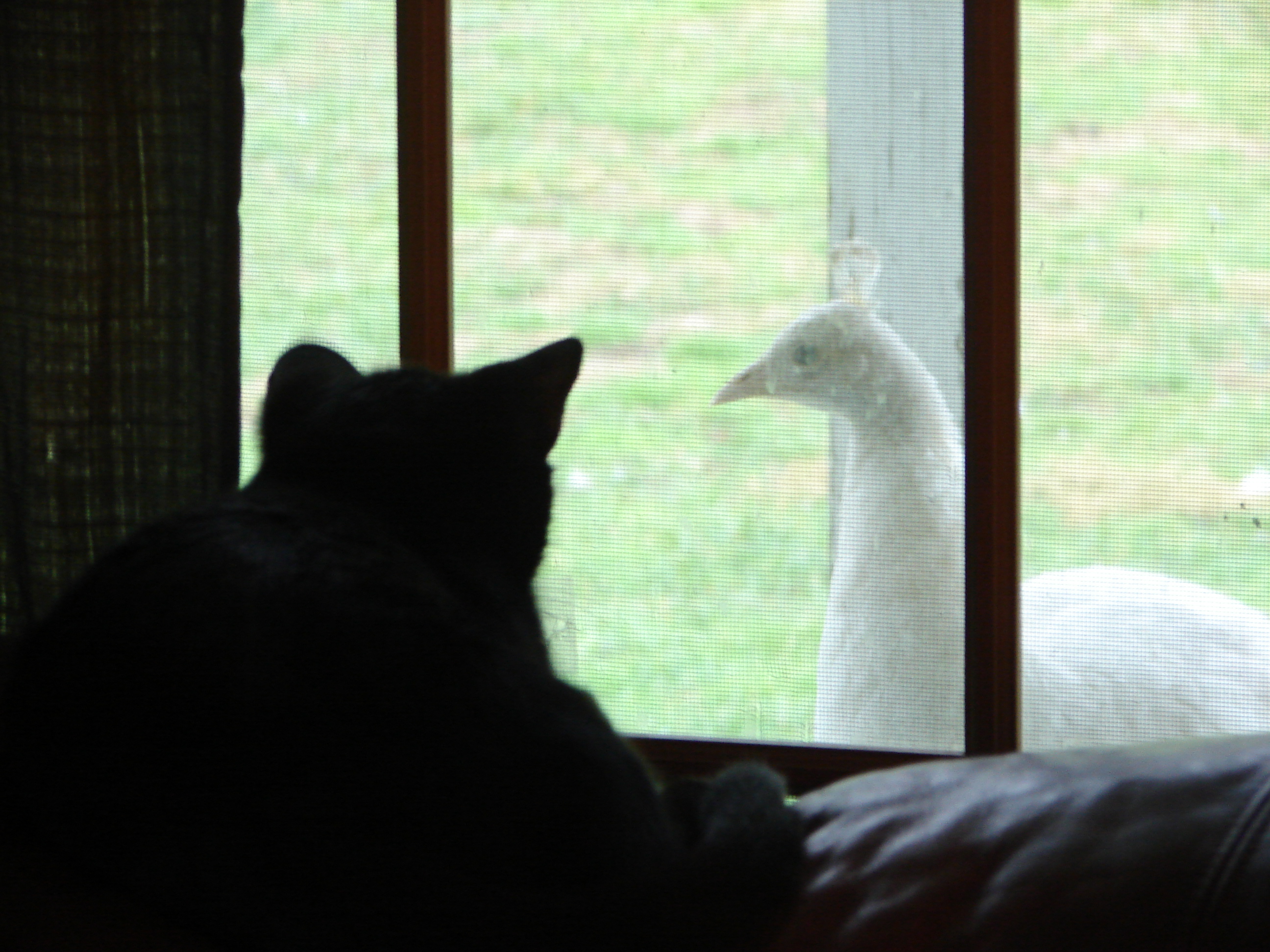 Midnight, the cat, watching out the window at Snow White, the peahen...
