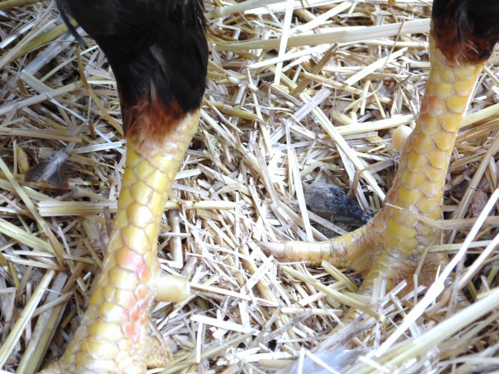 Mike Tyson Jr's Scales