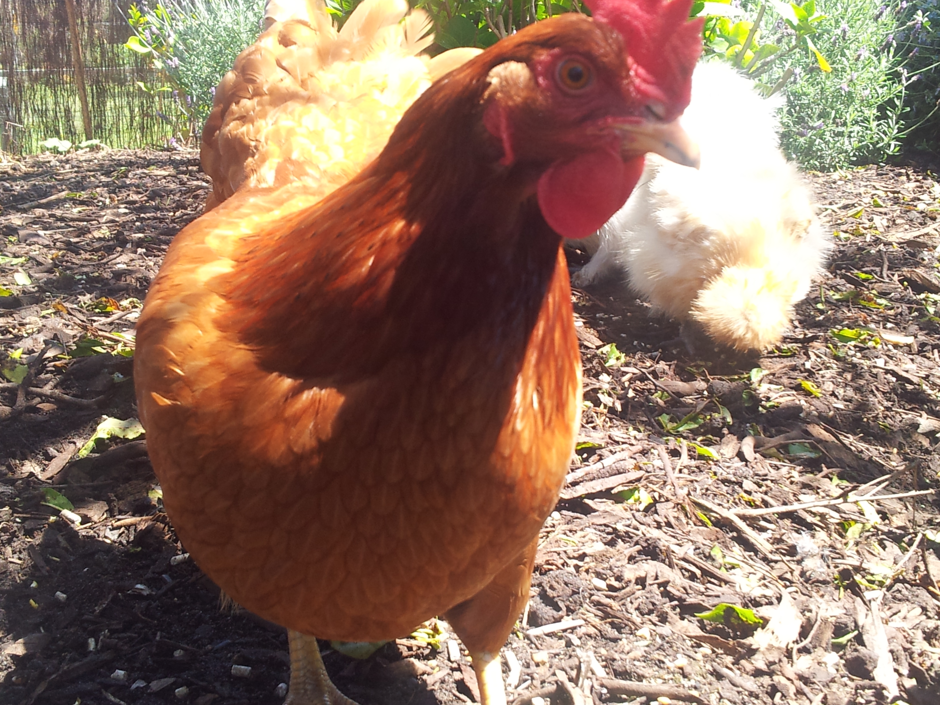 Mildred says hello!