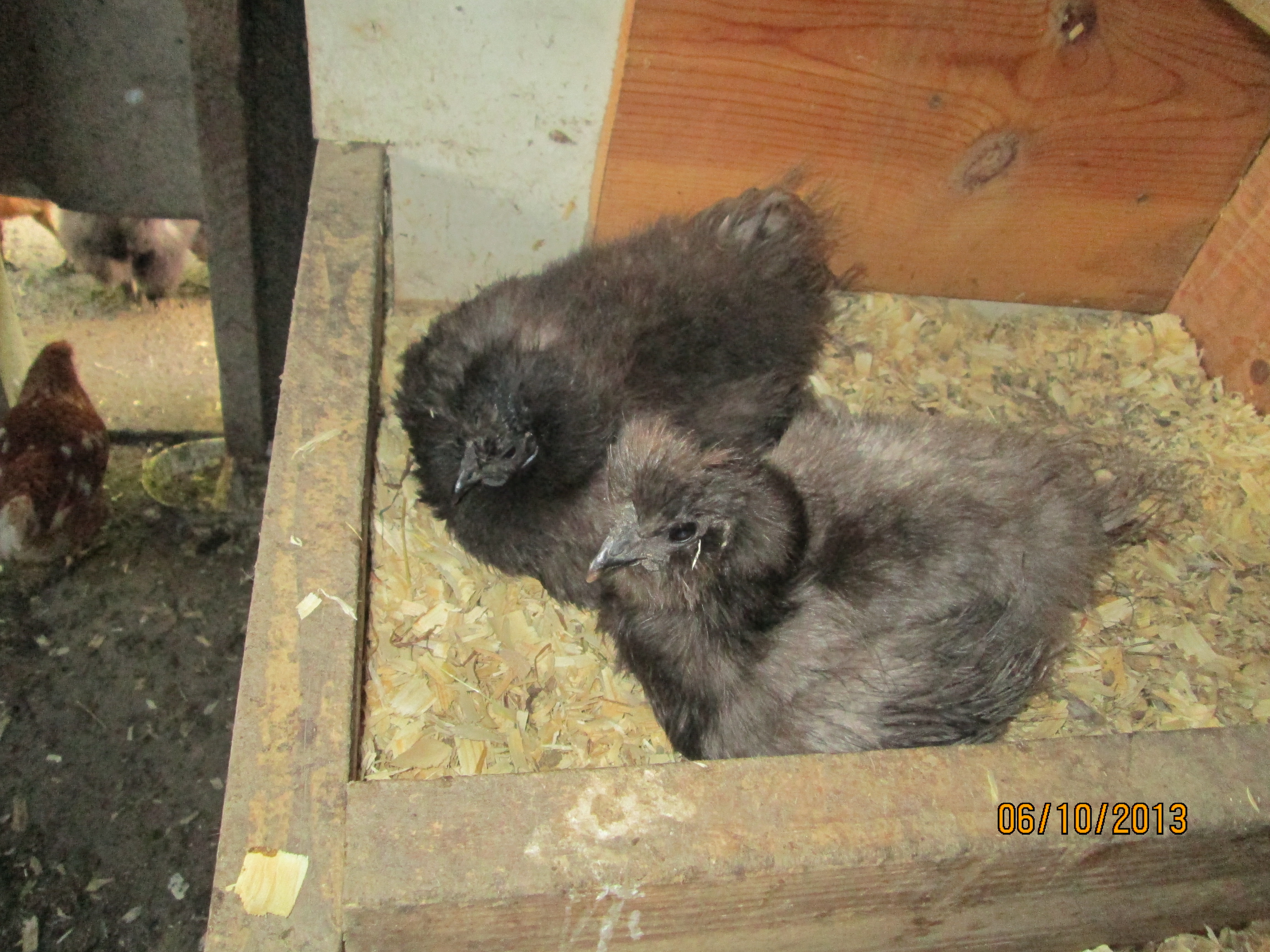 Milena & Squats, when they went broody together