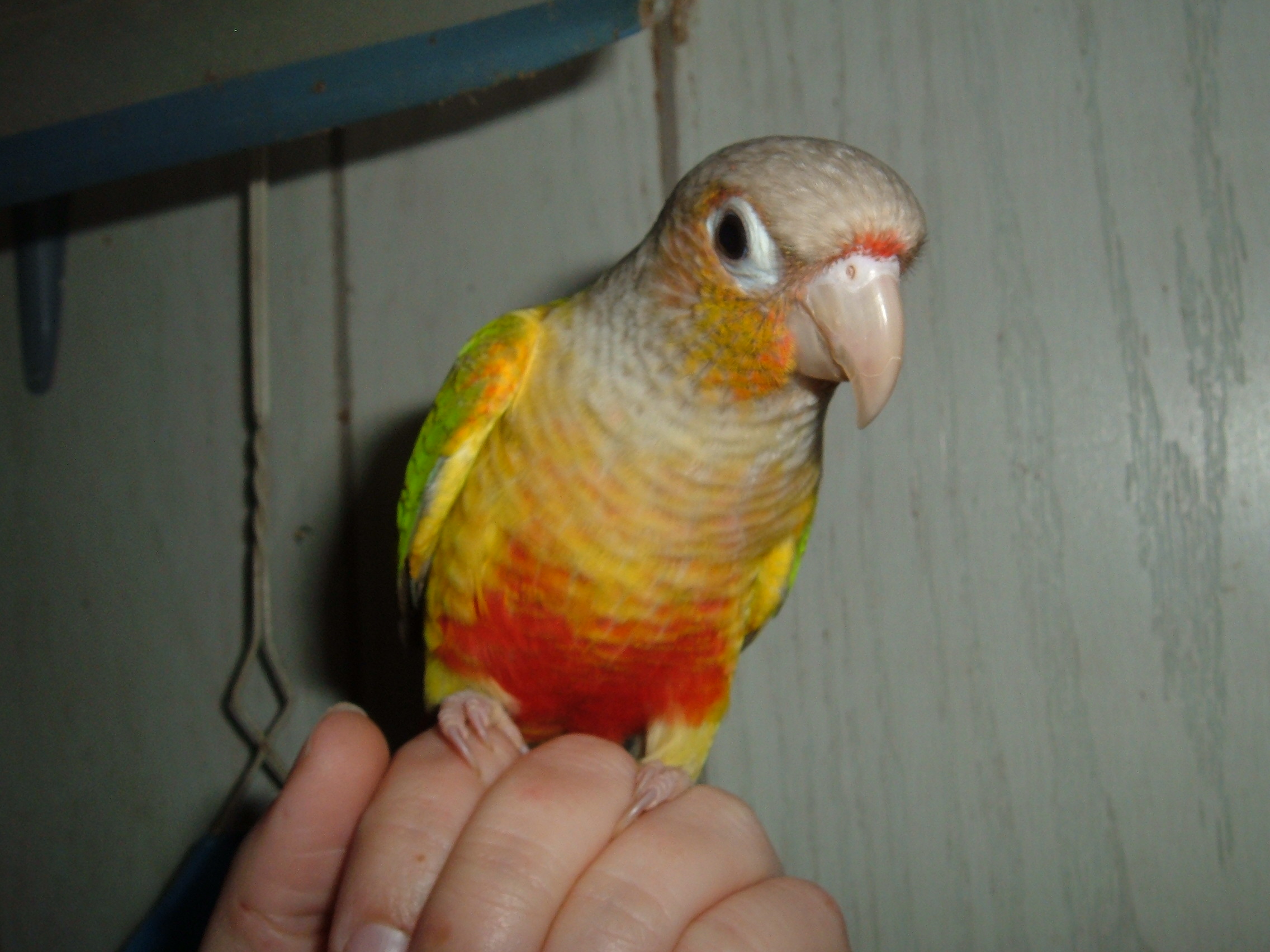 Miley Pineapple green cheek conure mutation