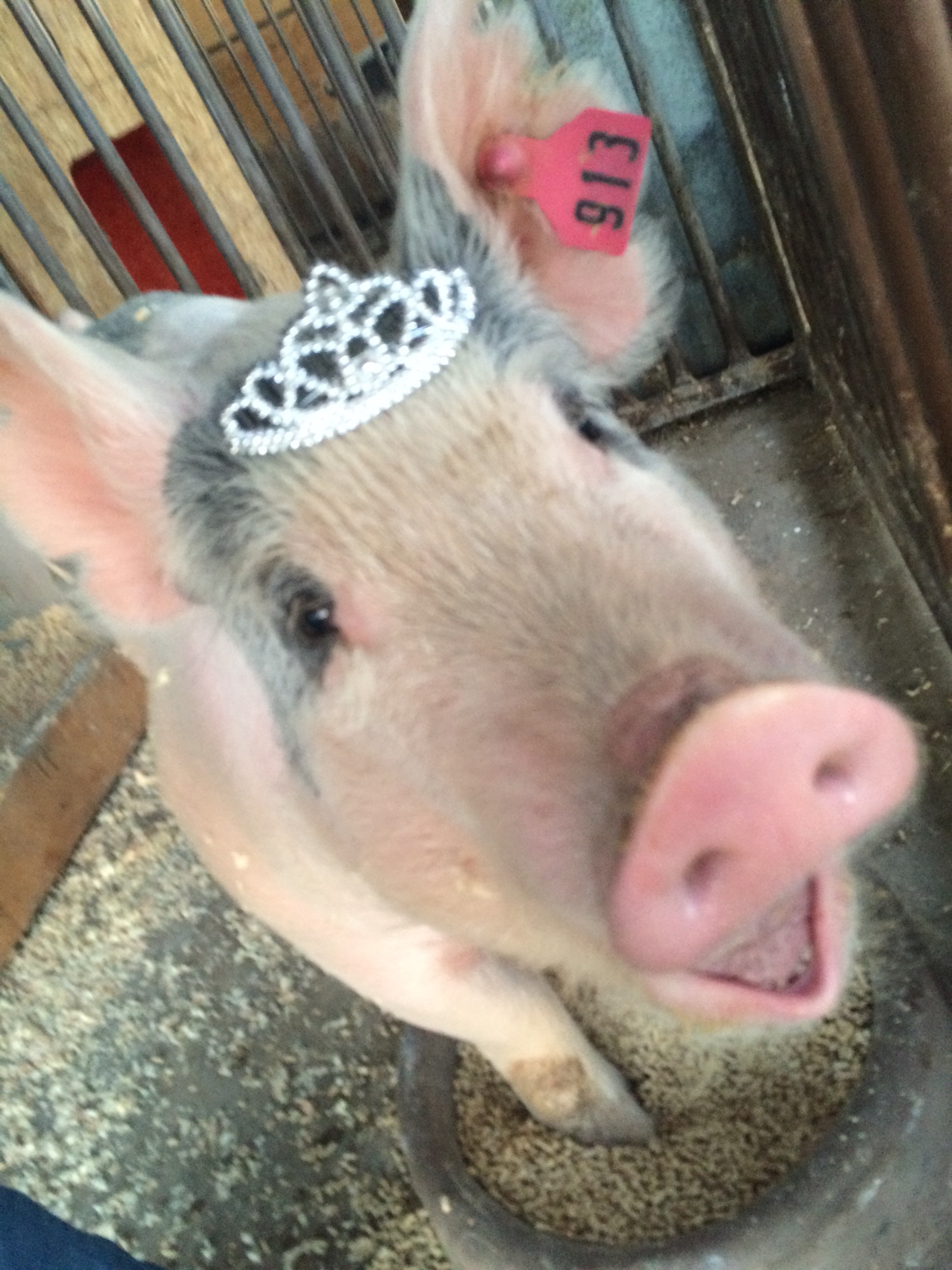 Milkshake
2015-16
(yes she is actually wearing a tiara)
