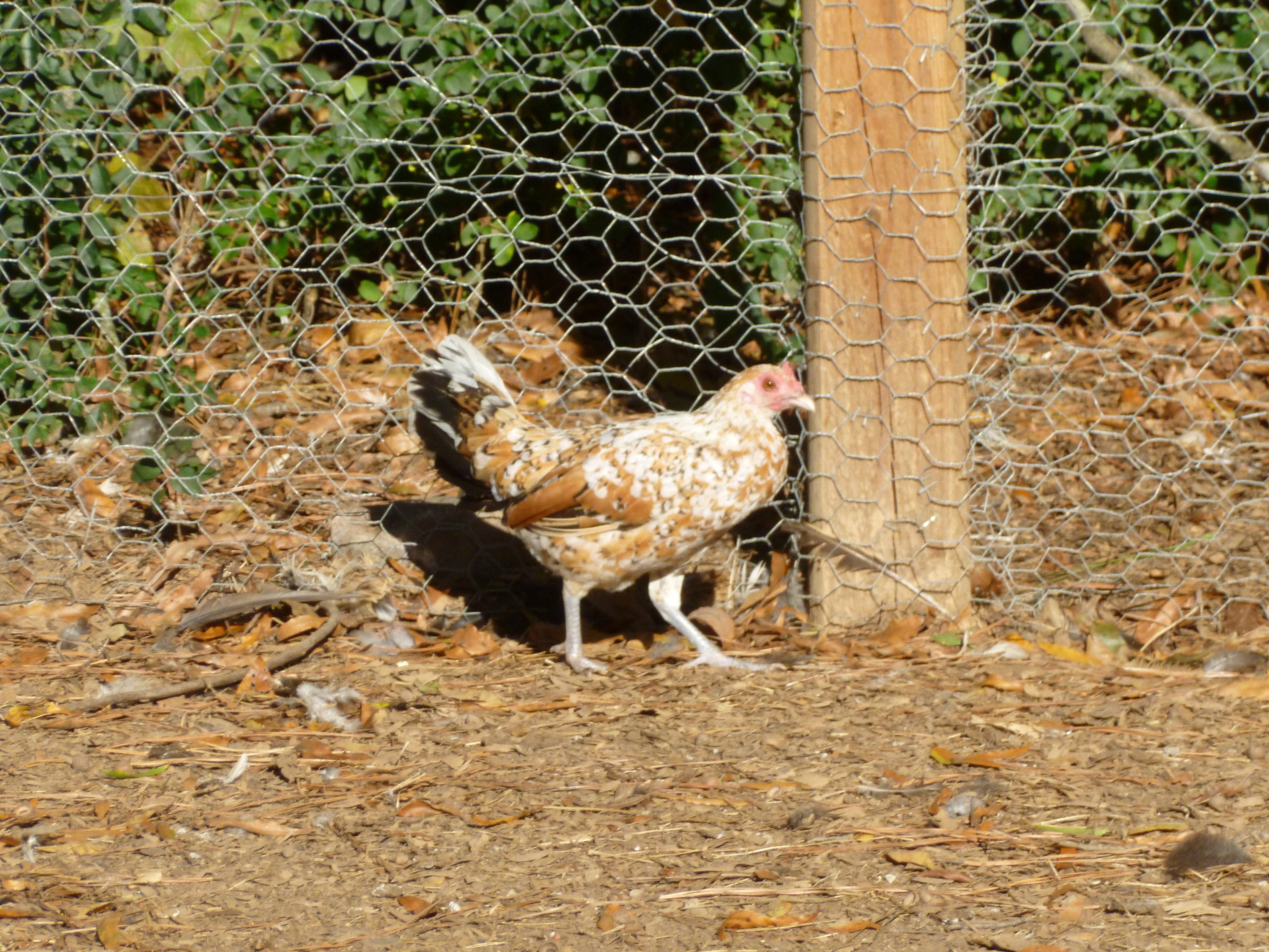 Mill fleur old english bantam hen. She is my husbands and is spoiled rotten
