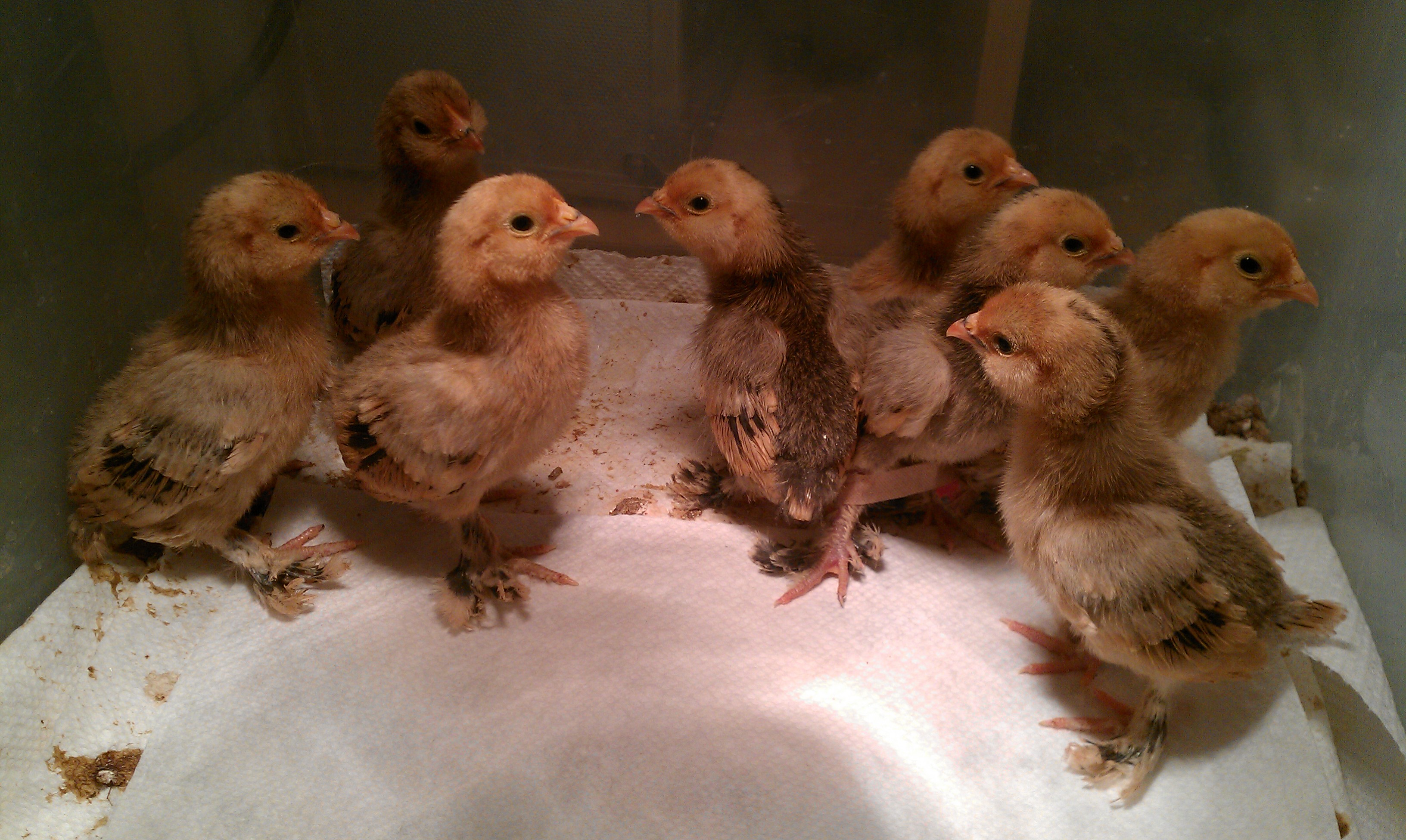 mille d'uccle chicks 2012