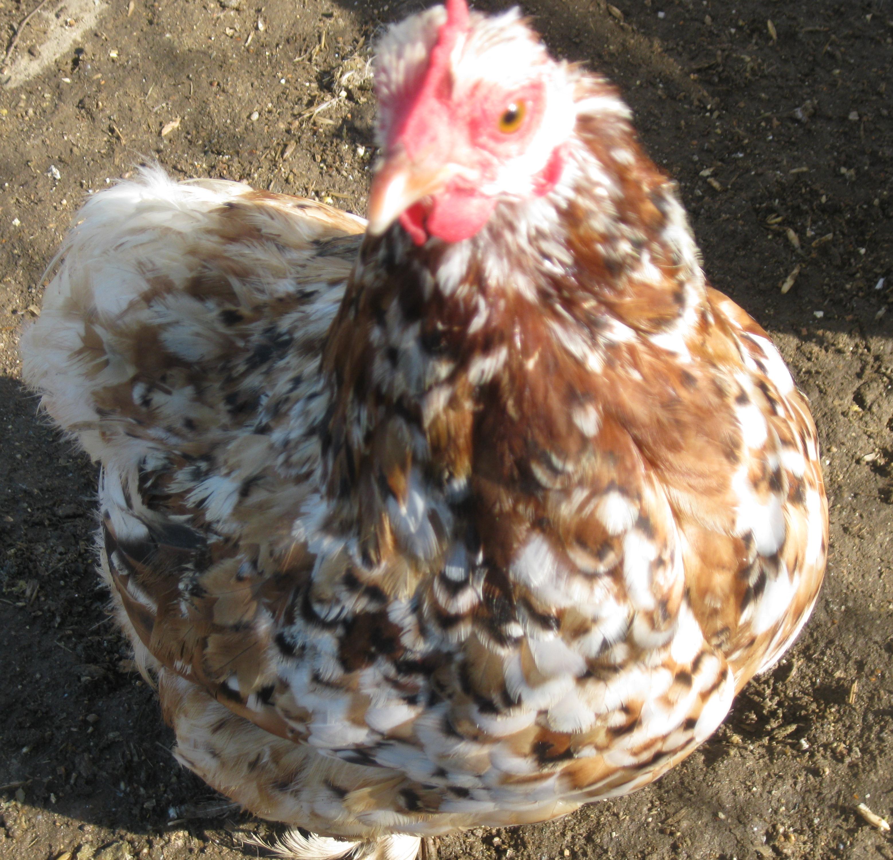 Mille Fleur Bantam Cochin hen