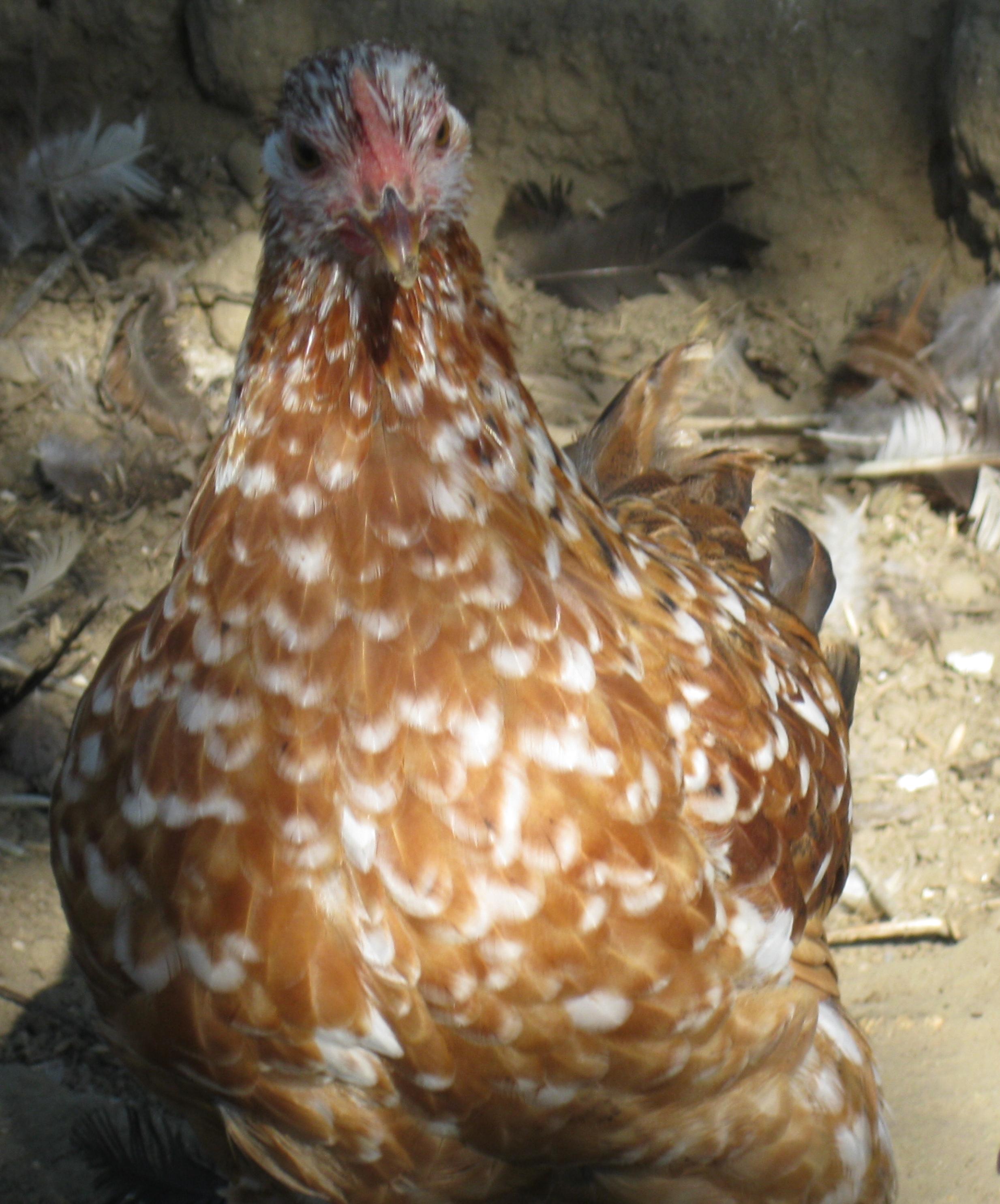 Mille Fleur Bantam Cochin pullet