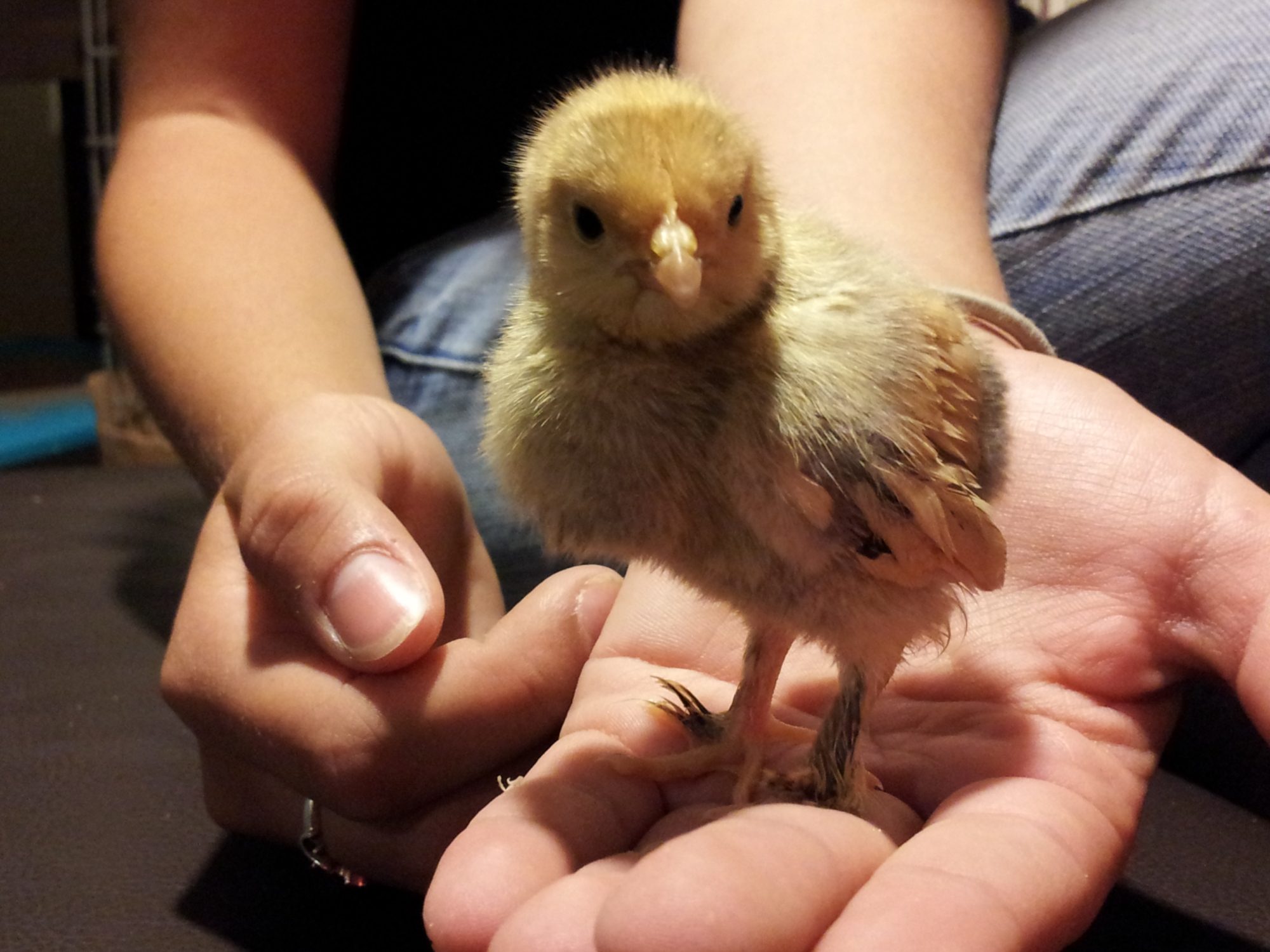 Mille Fleur D'uccle bantam - Named Madeline by my almost 16 yr old daughter.