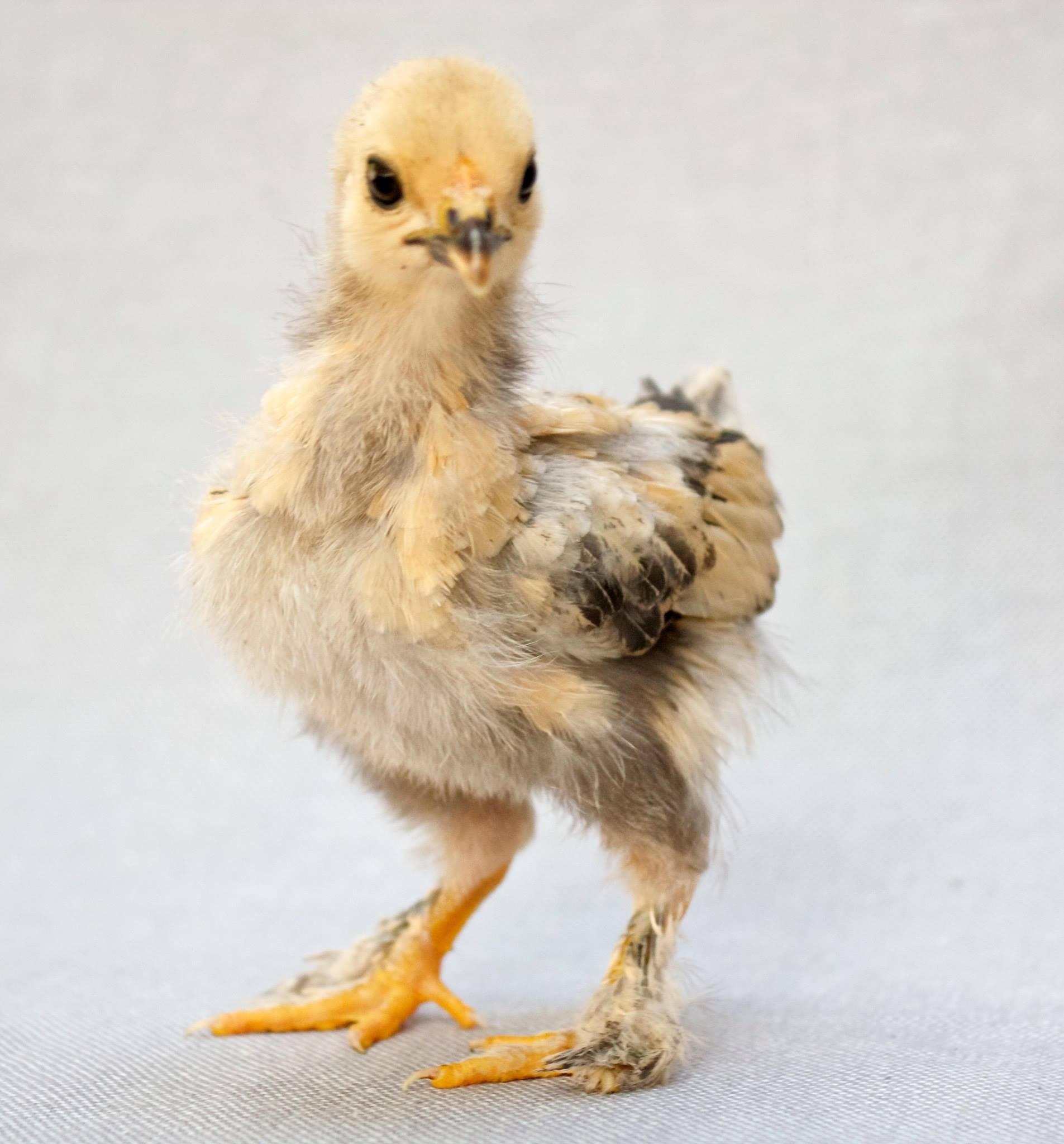 Mille Fleur D'Uccle chick, Sonya, 17 days old.