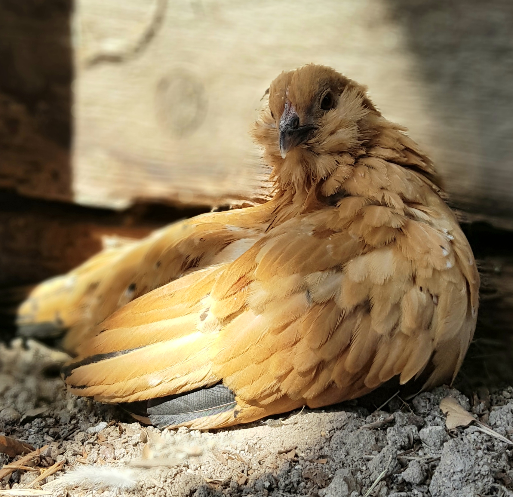 Mille Fleur d'Uccle.jpg