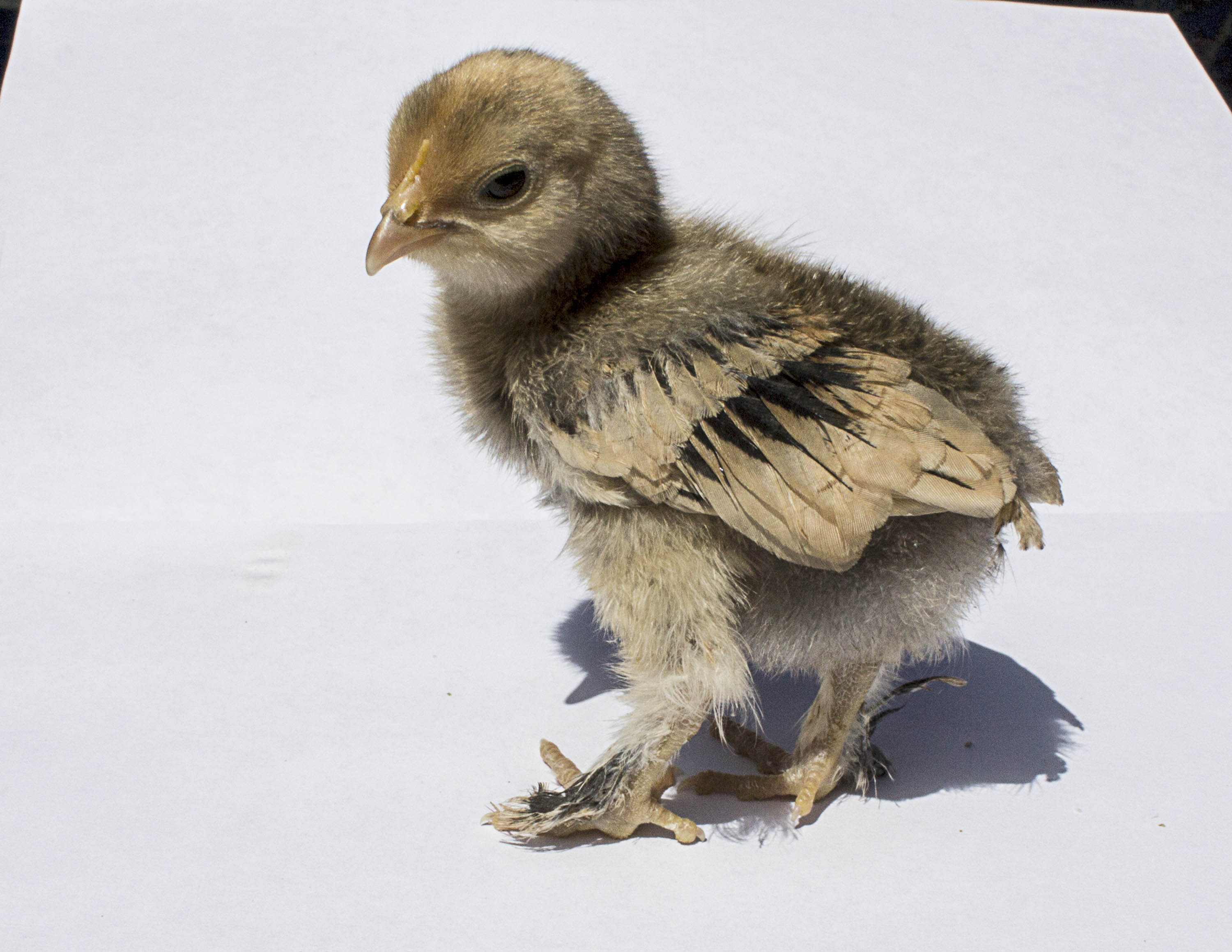 Mille Fleur D'Uccle Roo