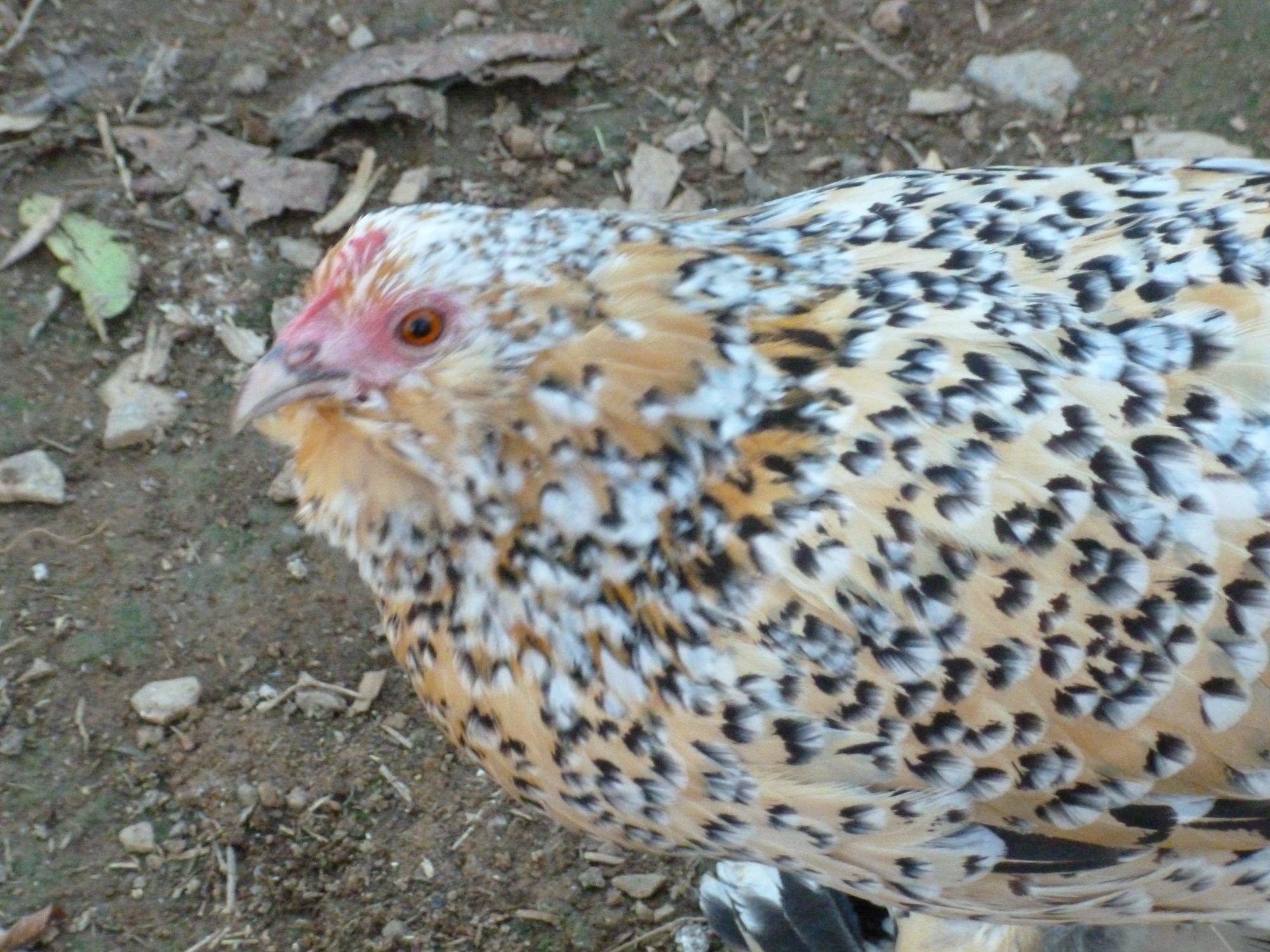 Mille Fleur d'uccles