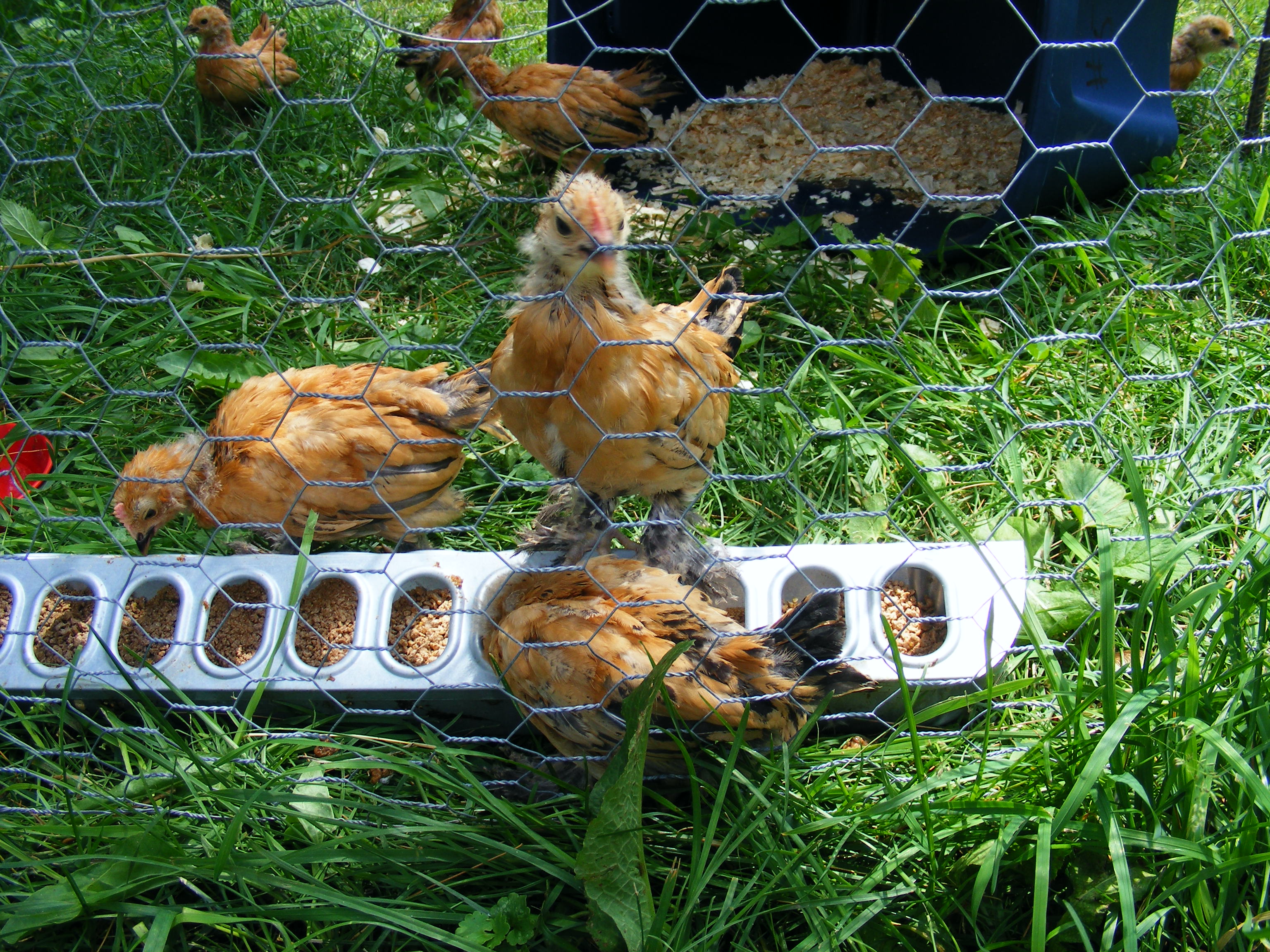 Mille Fleur D'Uccles