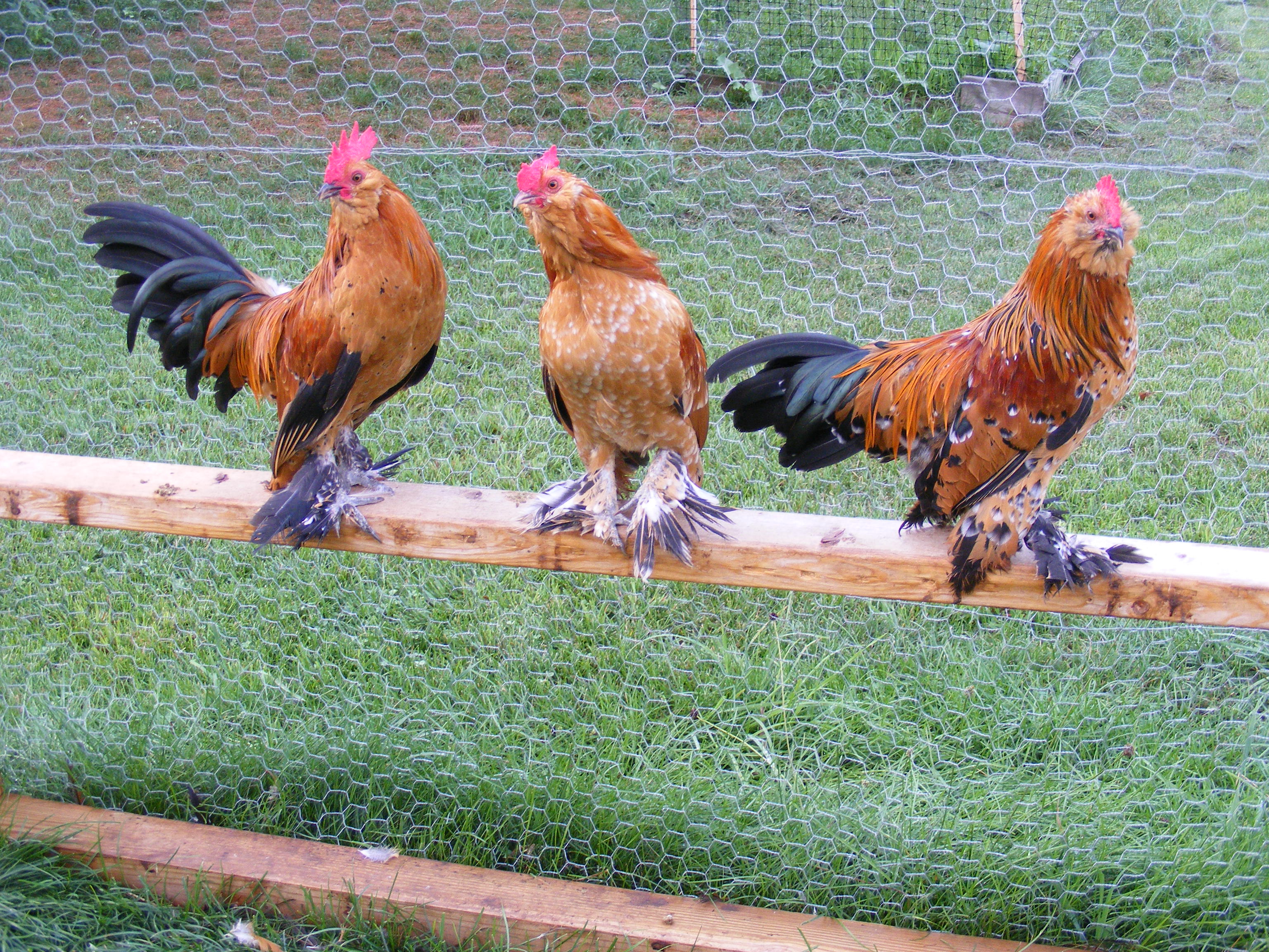 Mille Fleur roosters