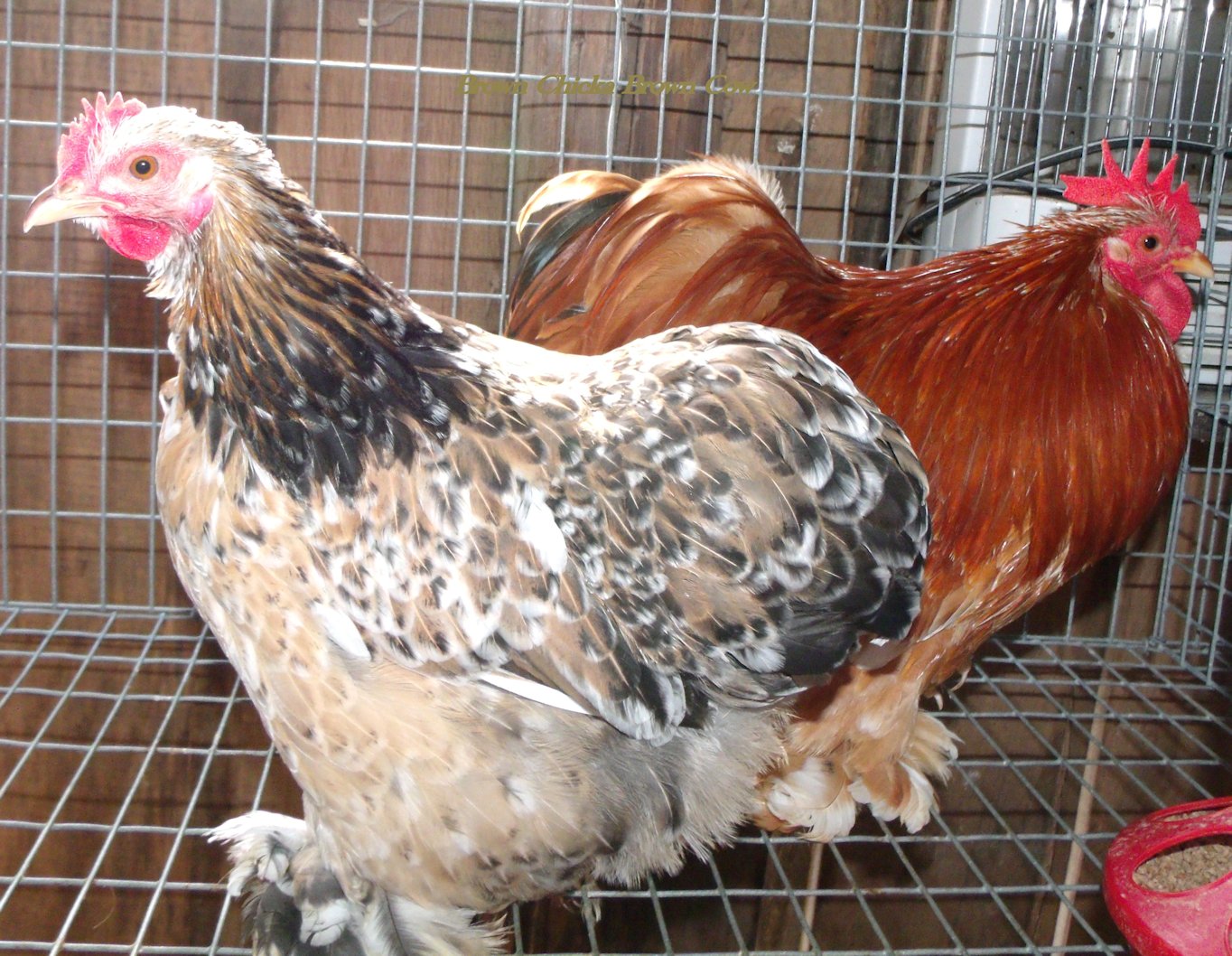 Mille Fluer Roo and Hen Bantam