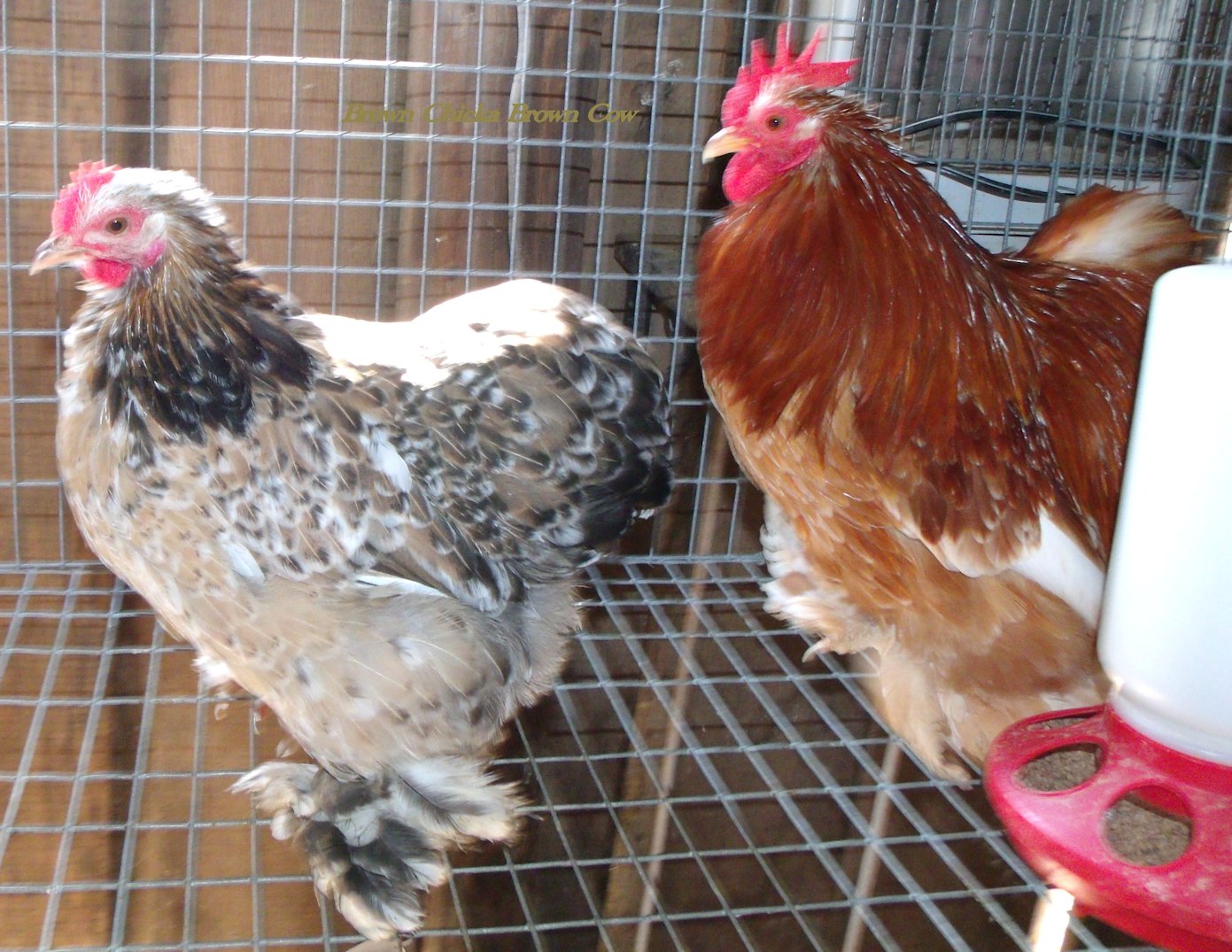 Mille Fluer Roo and Hen Bantam