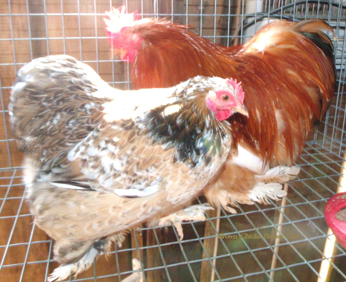 Mille Fluer Roo and Hen Bantam