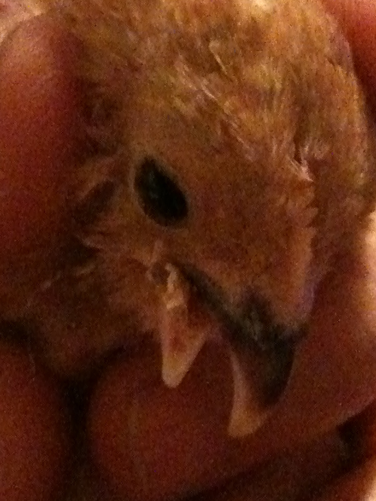 Mille Fluer with malformed beak.