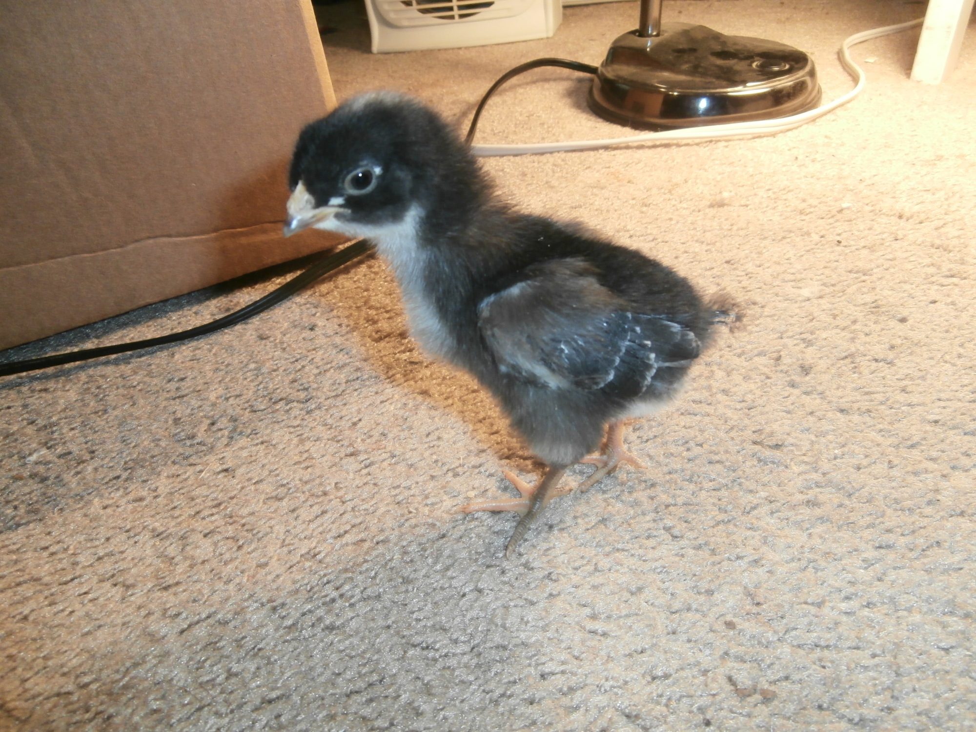 Milli, 7-10 days old.