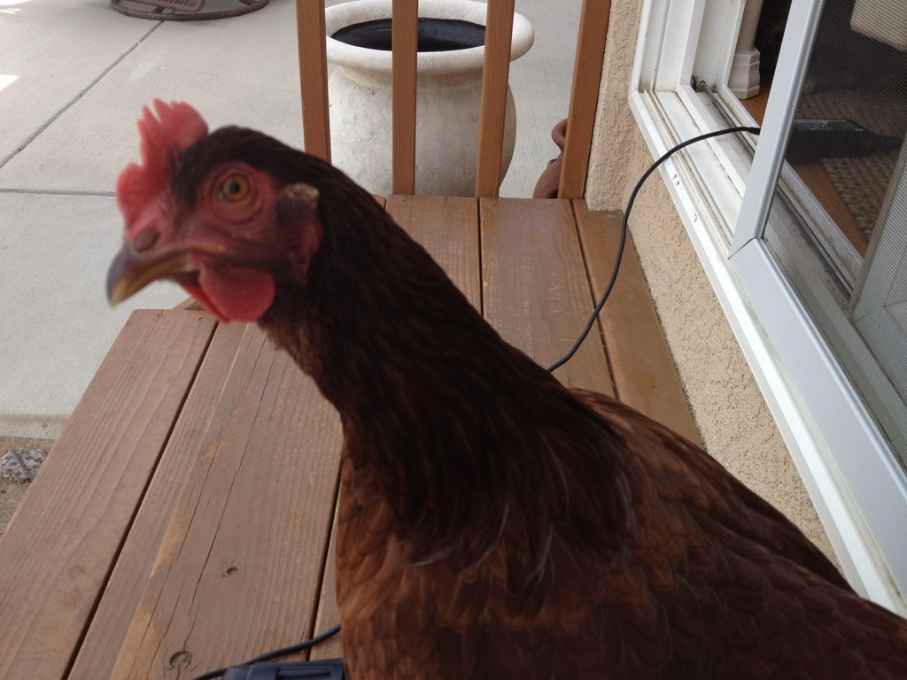 Millie coming in for a close-up...anything but camera shy!