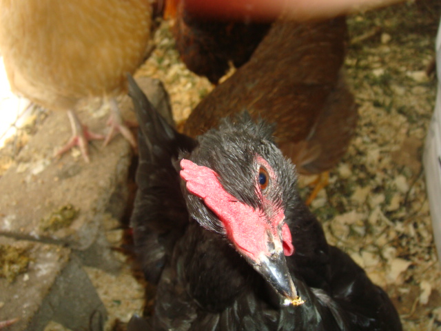 MILLIE EYEBALLS A MEALWORM