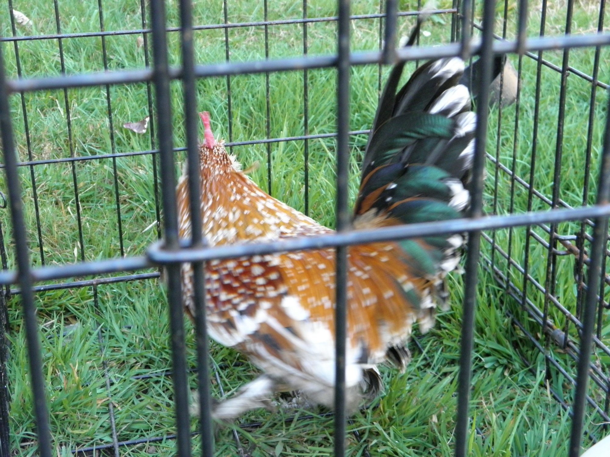 Millie Fleur bantam
