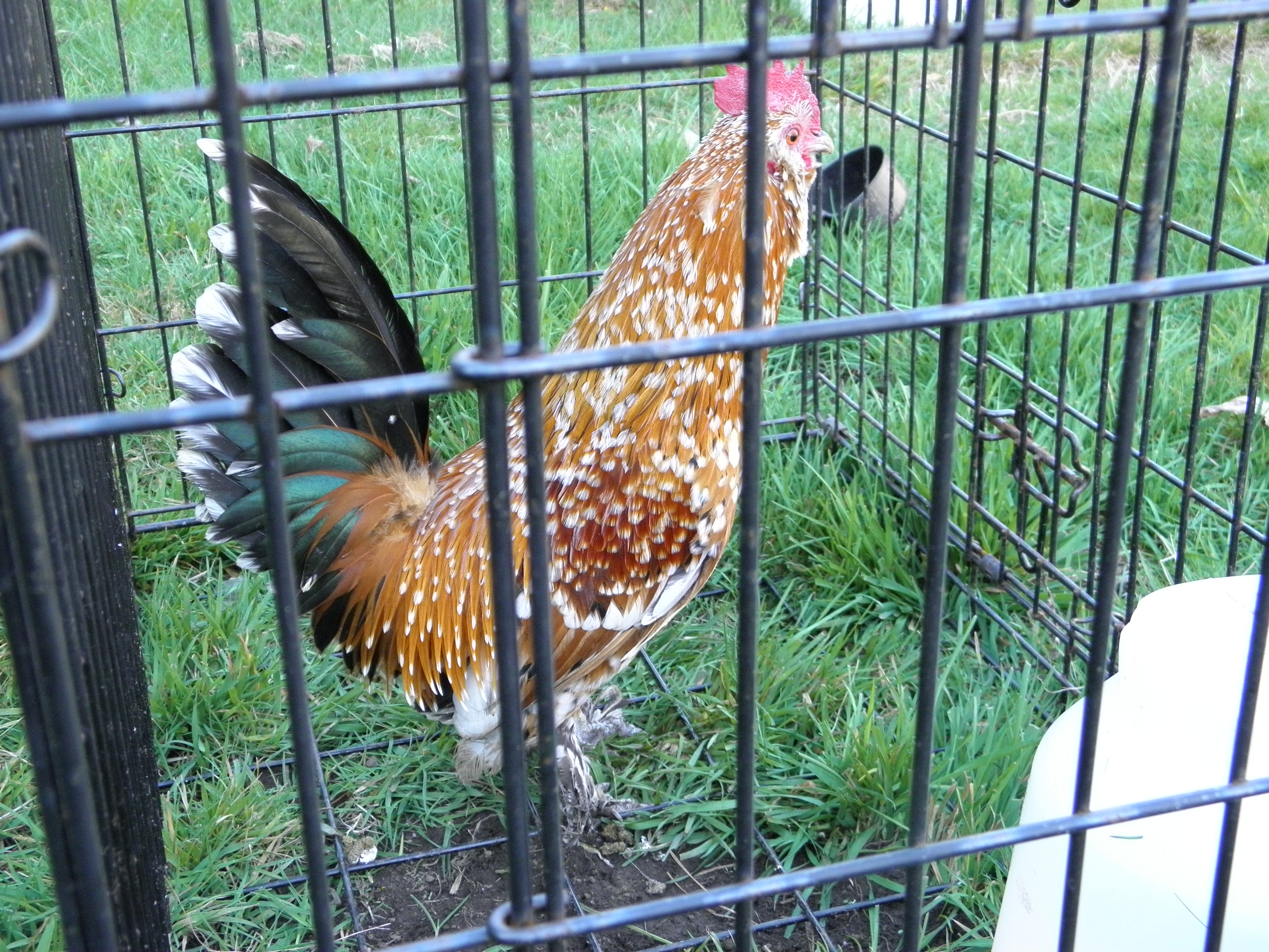 Millie Fleur bantam2