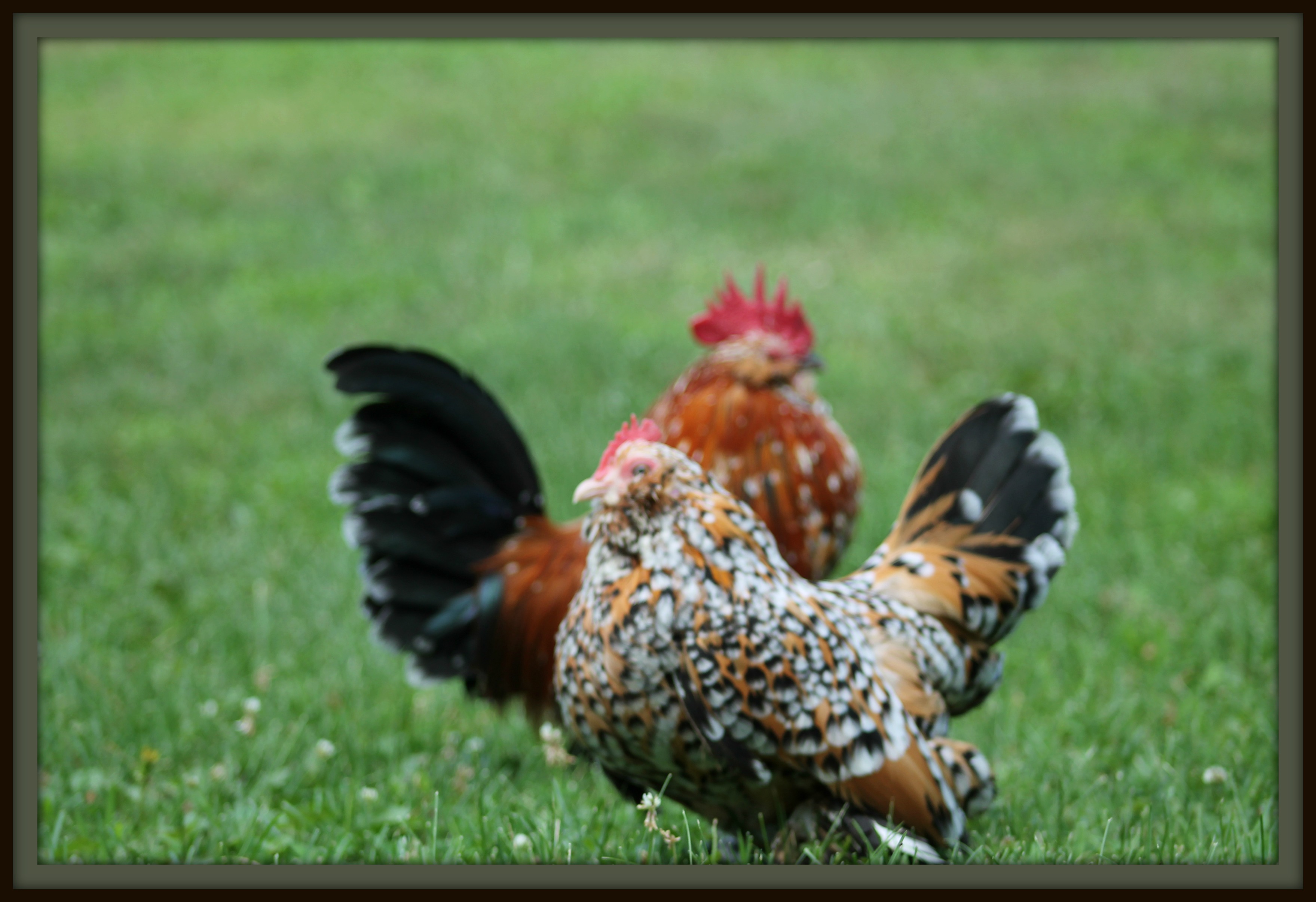 Millie Fleur d'Uccle pair.