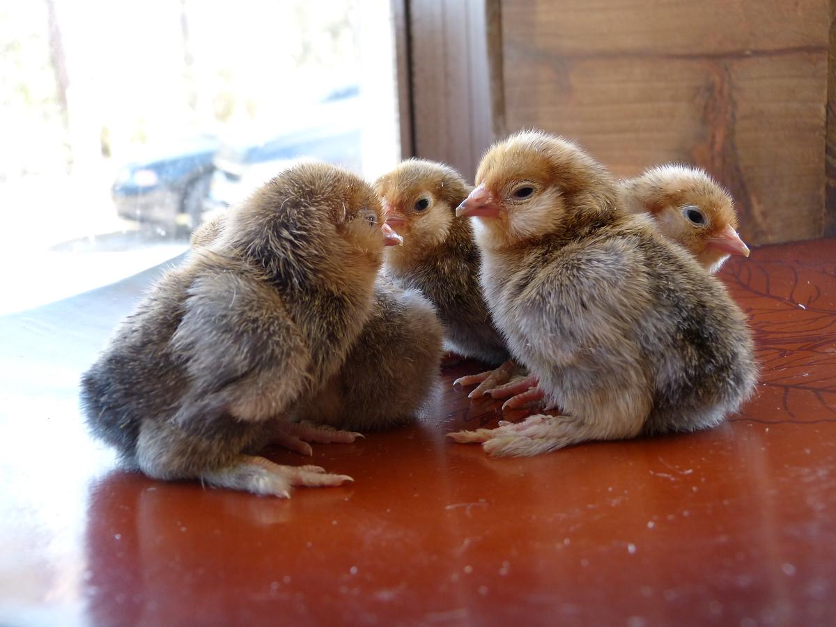 Millie Fleur D'Uccle